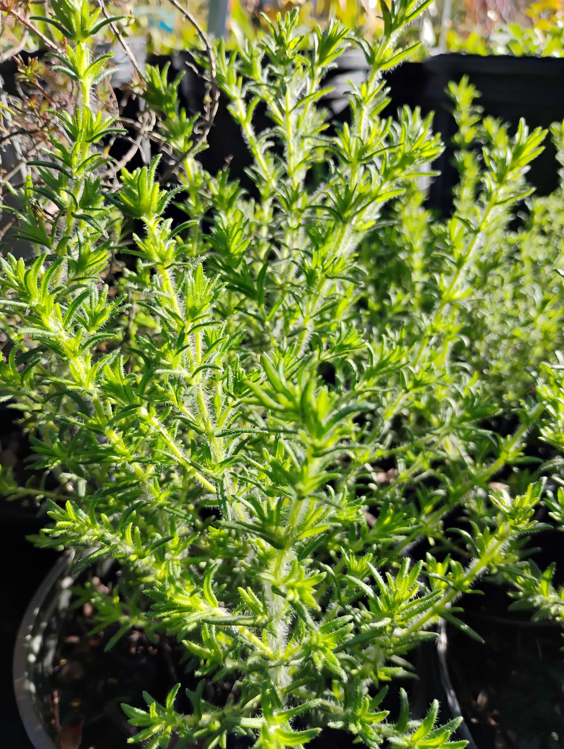 Florida Pennyroyal (Piloblephis rigida), Shrub