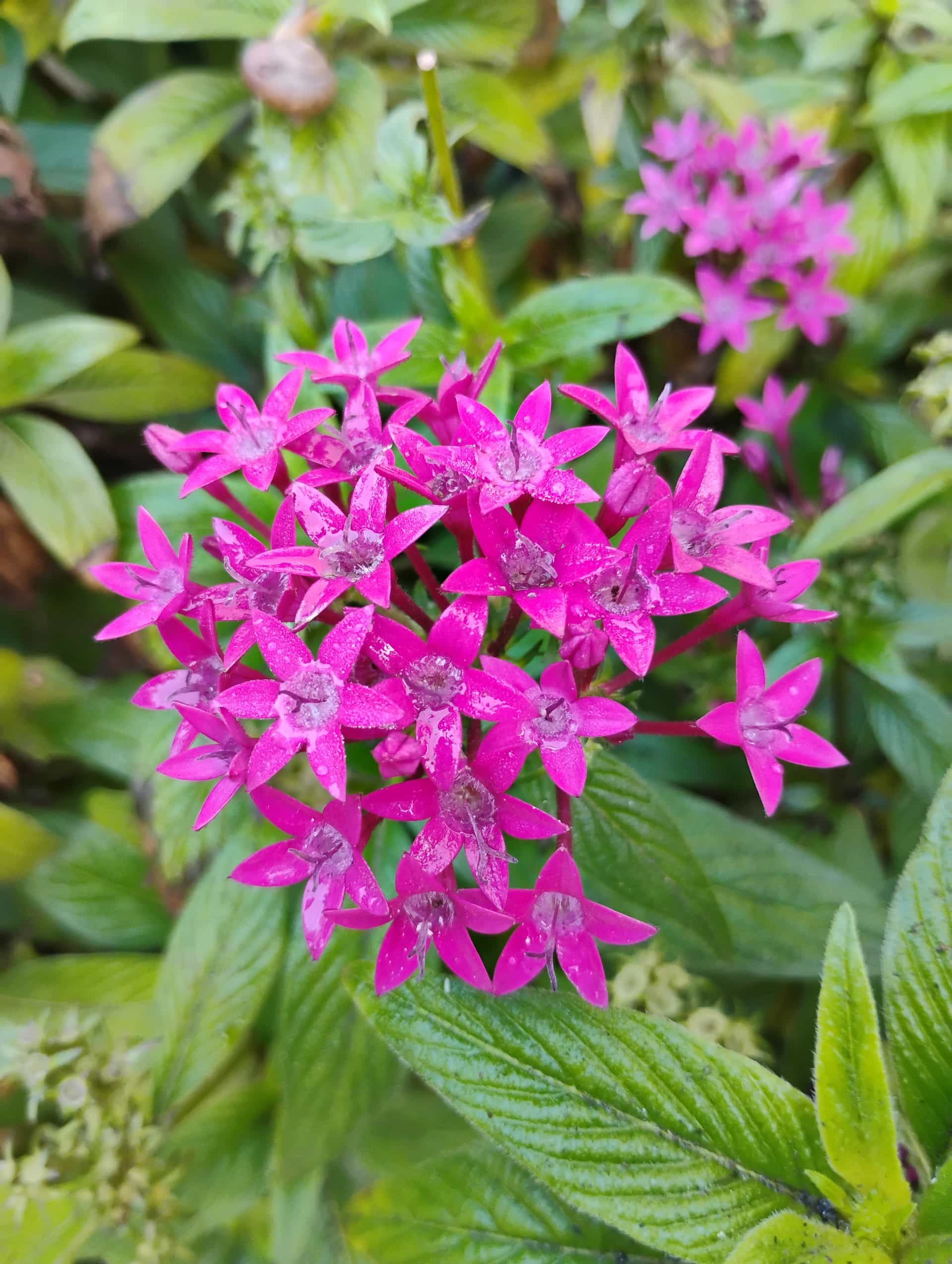 Pentas (Pentas lanceolata), Perennial