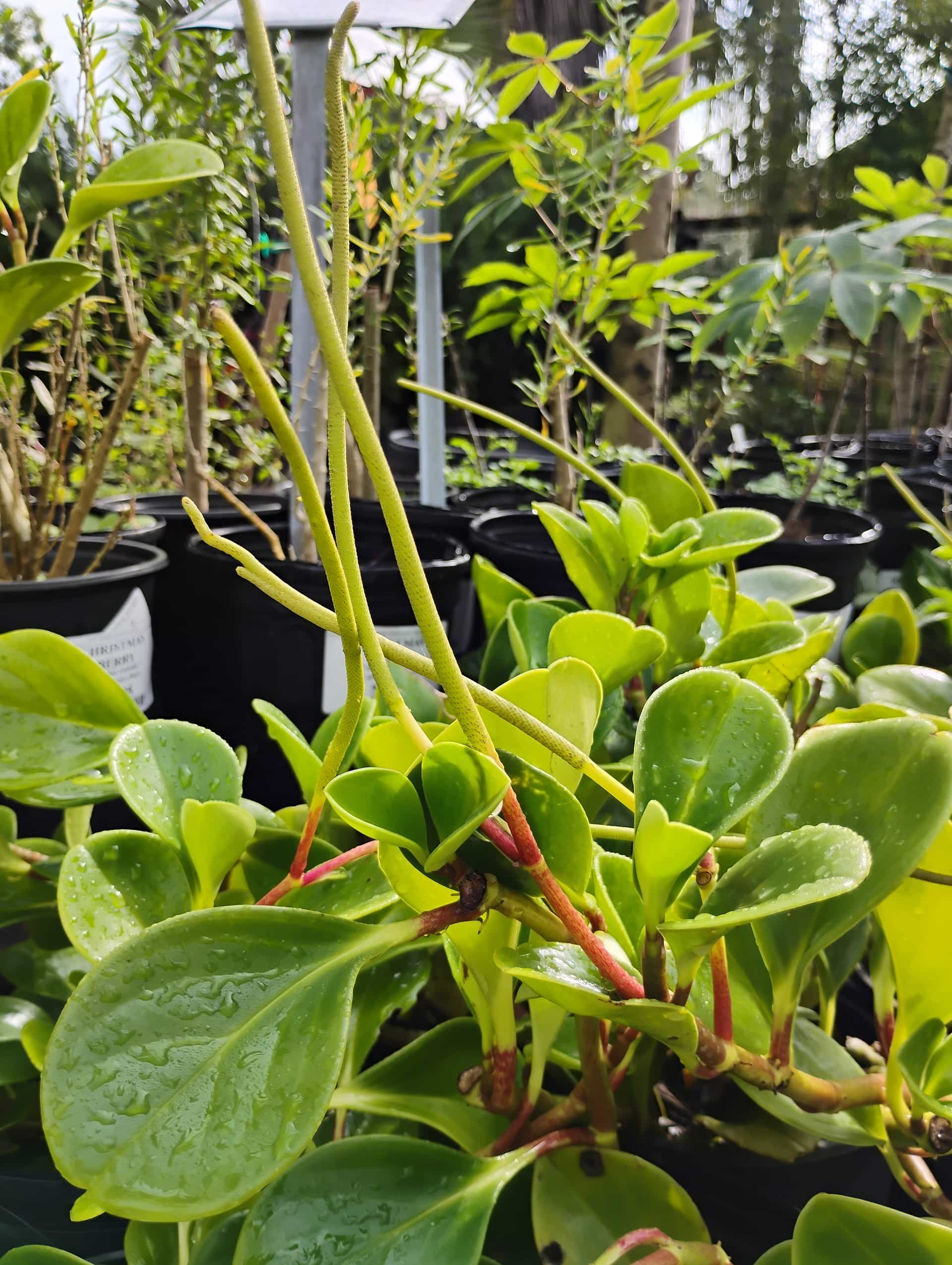 Peperomia, Houseplant