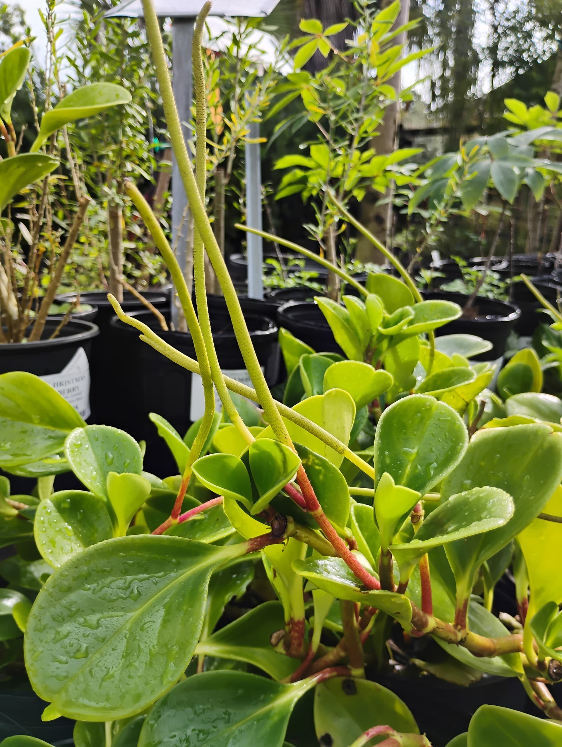Peperomia