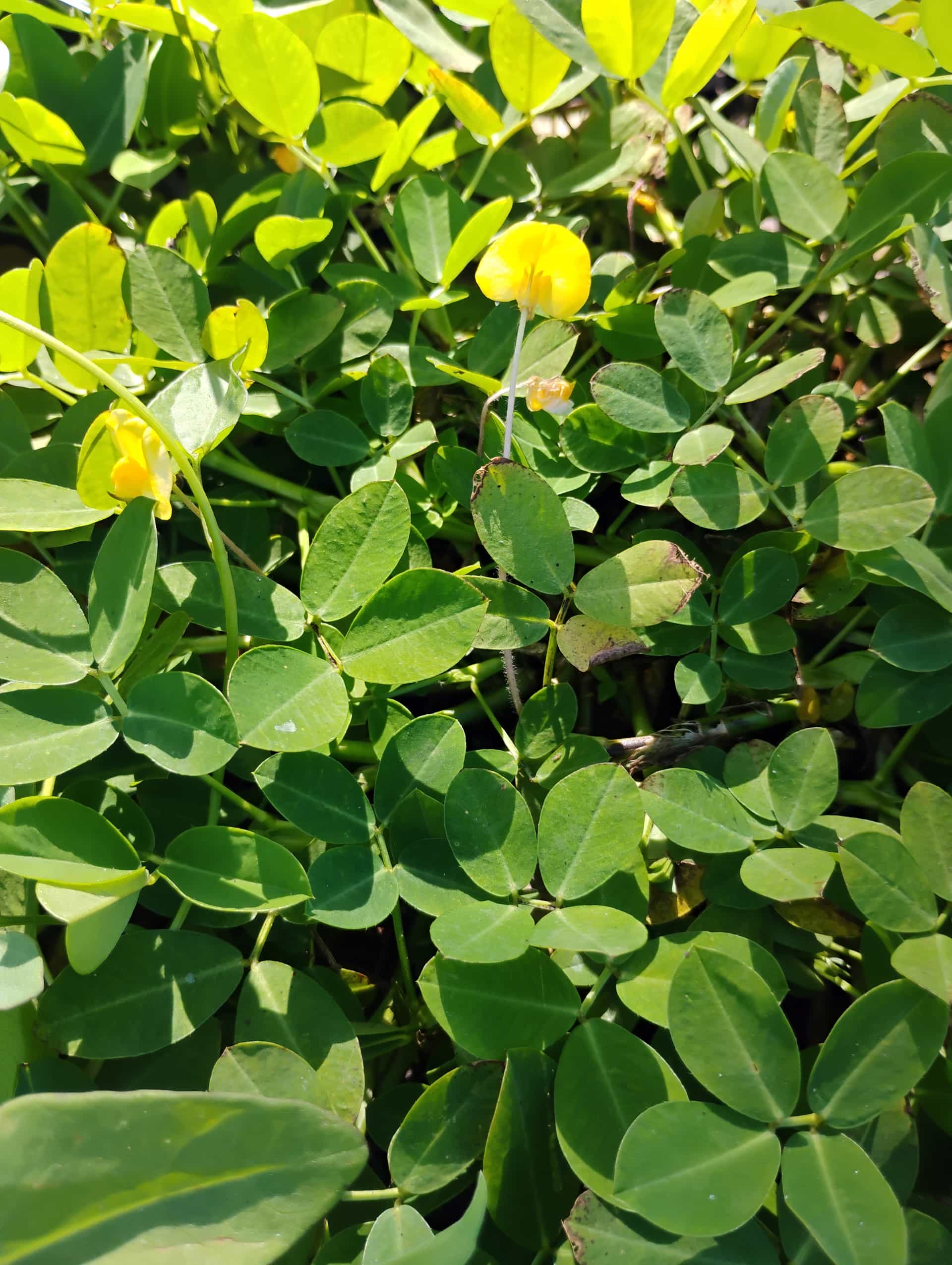 Perennial Peanut (Arachis glabrata), Groundcover