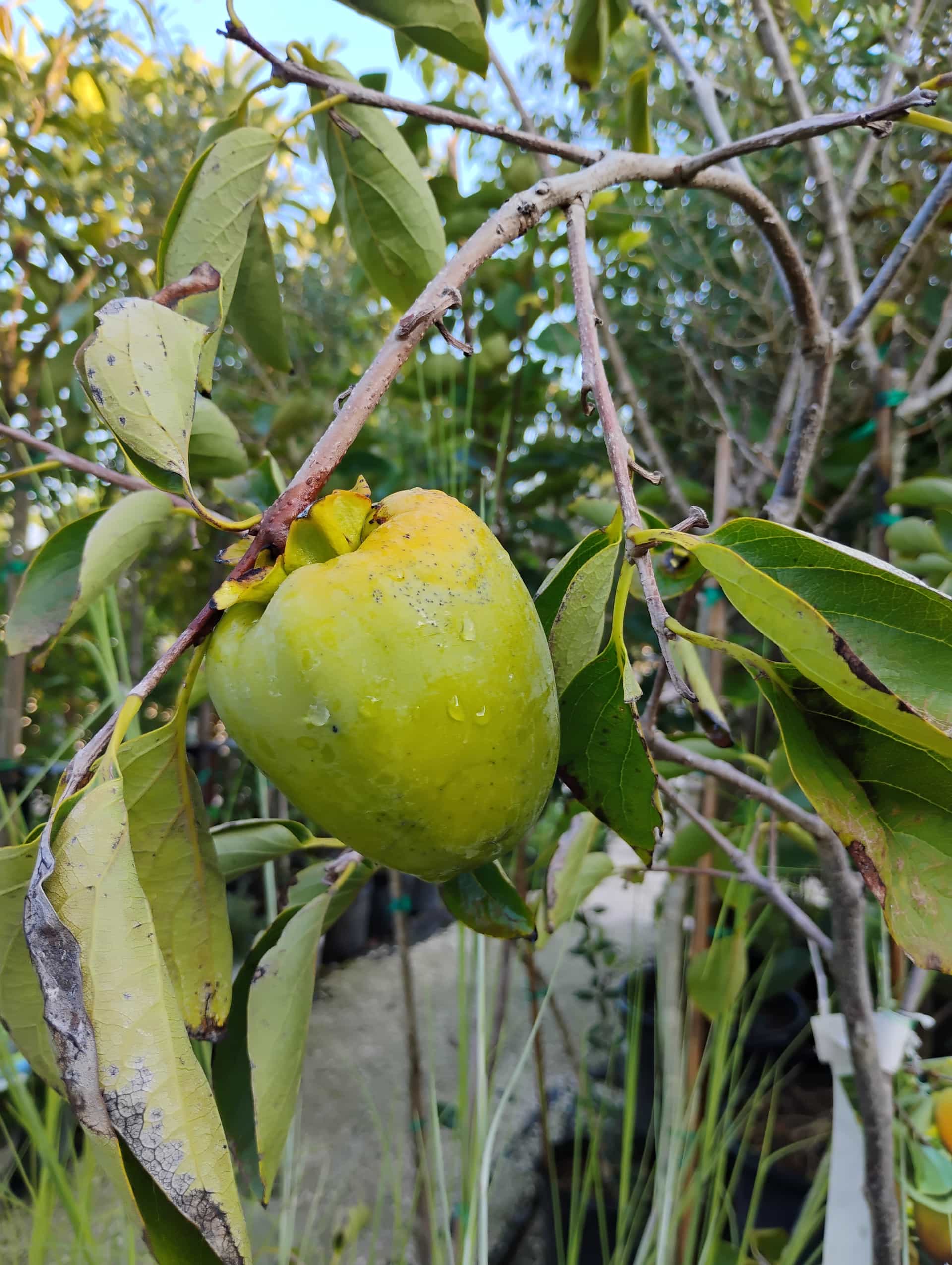 Persimmon (Diospyros kaki), Fruit Tree