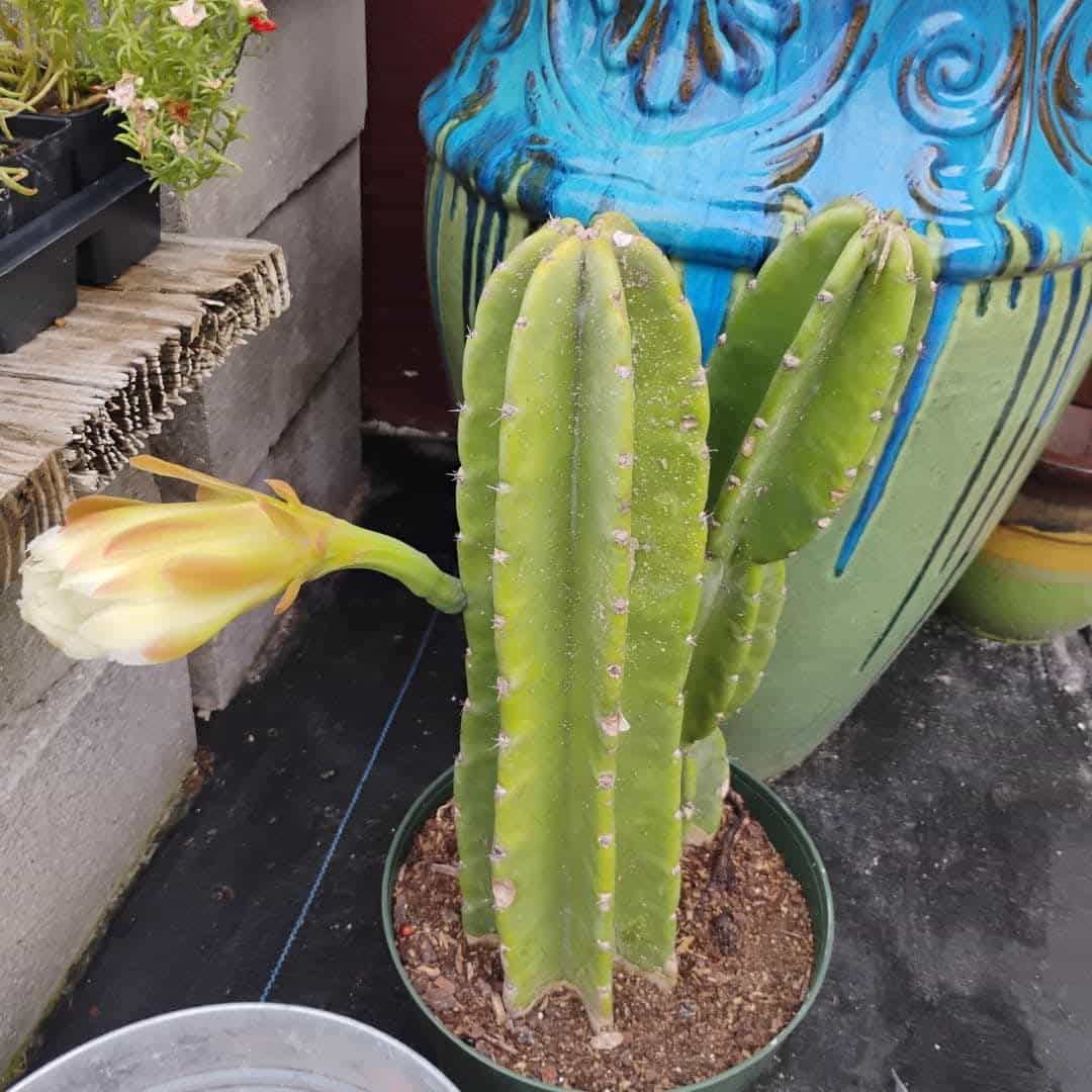 Peruvian Apple Cactus (Cereus repandus), Cactus