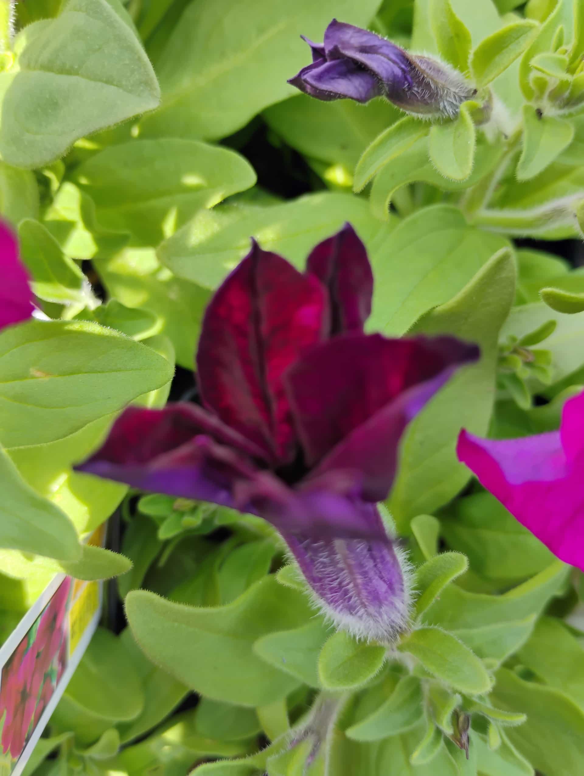 Petunia (Petunia hybrida), Annual