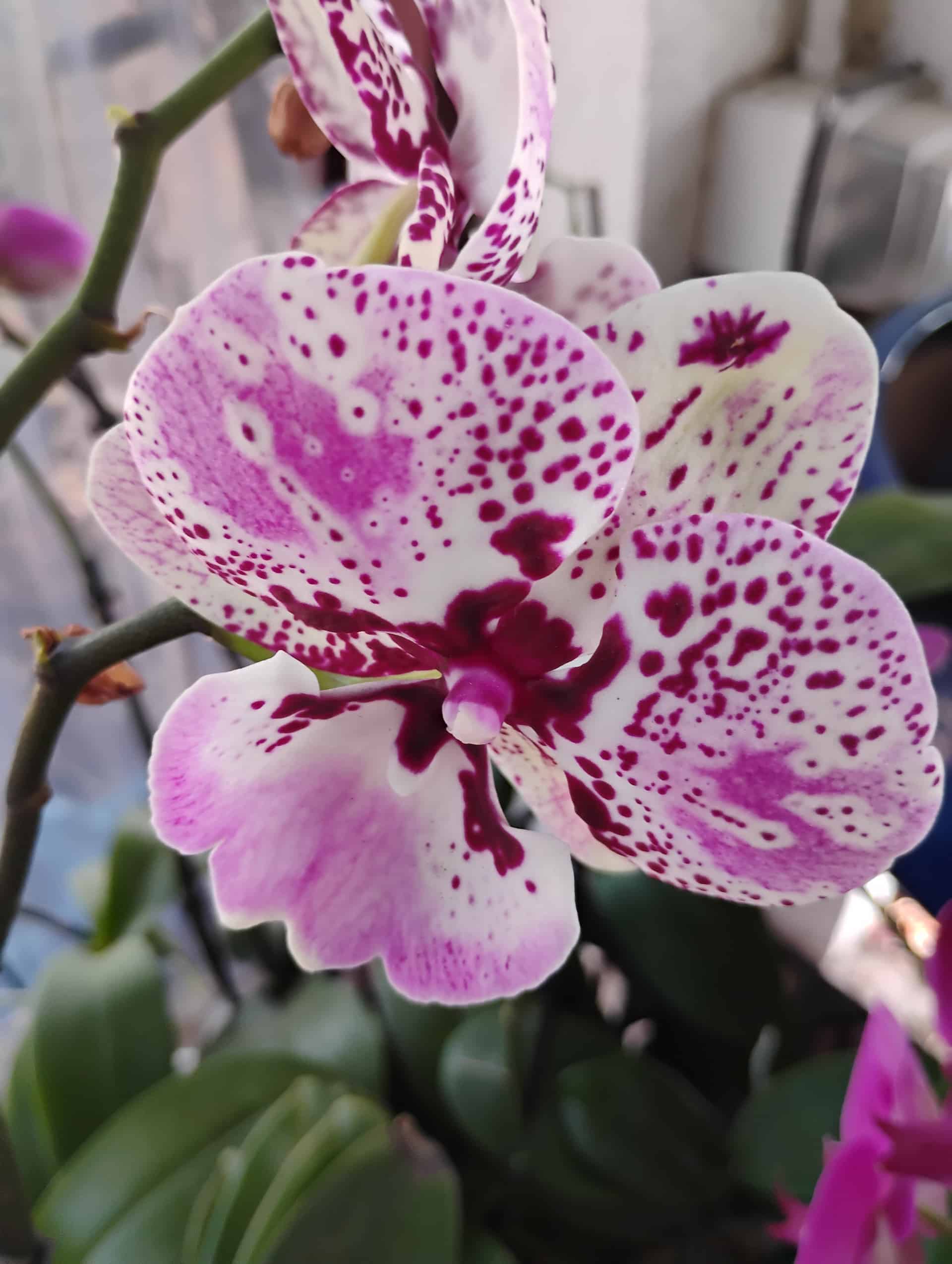 Phalaenopsis Orchid (Phalaenopsis), Houseplant