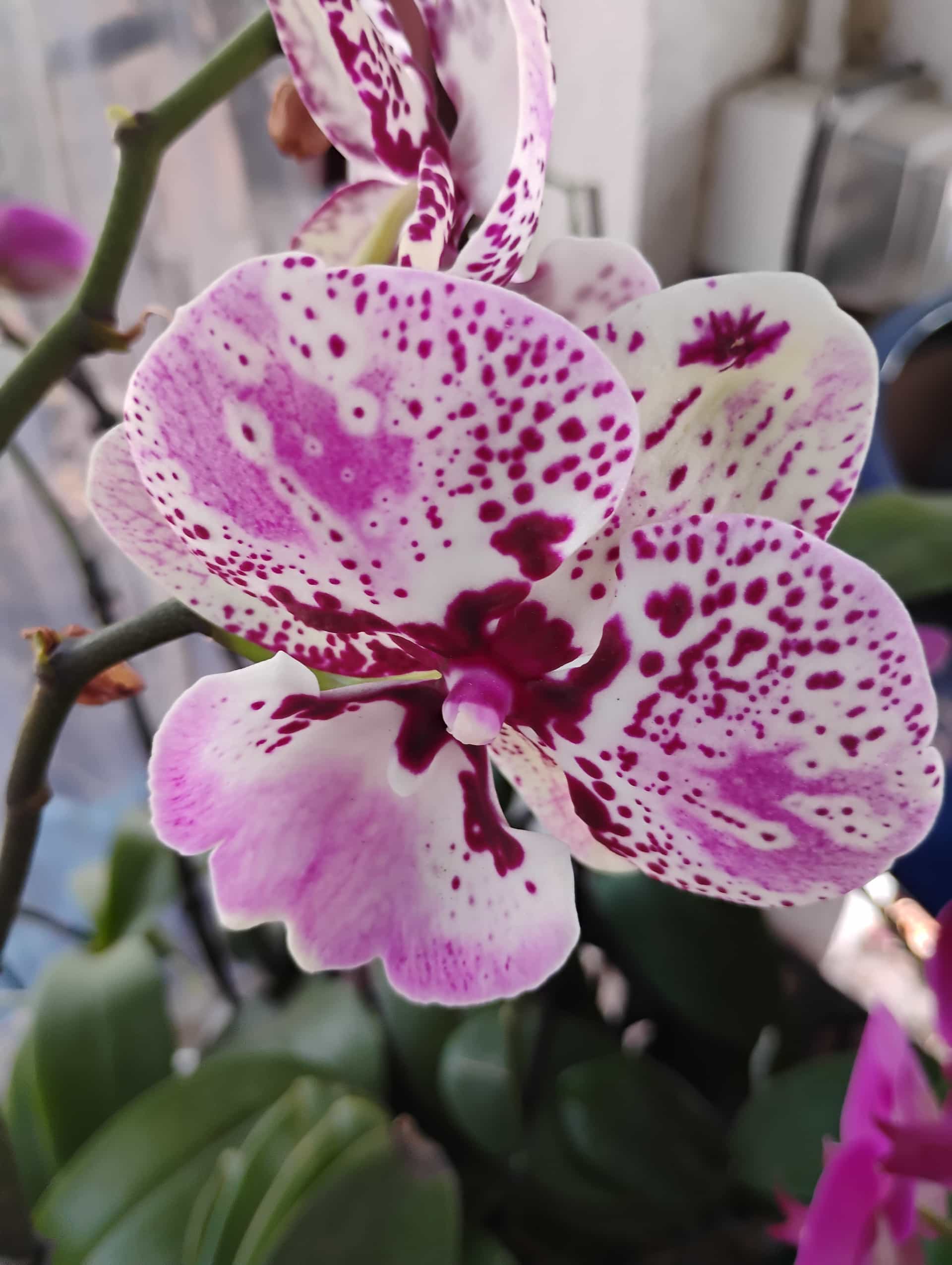 Phalaenopsis Orchid (Phalaenopsis), Houseplant