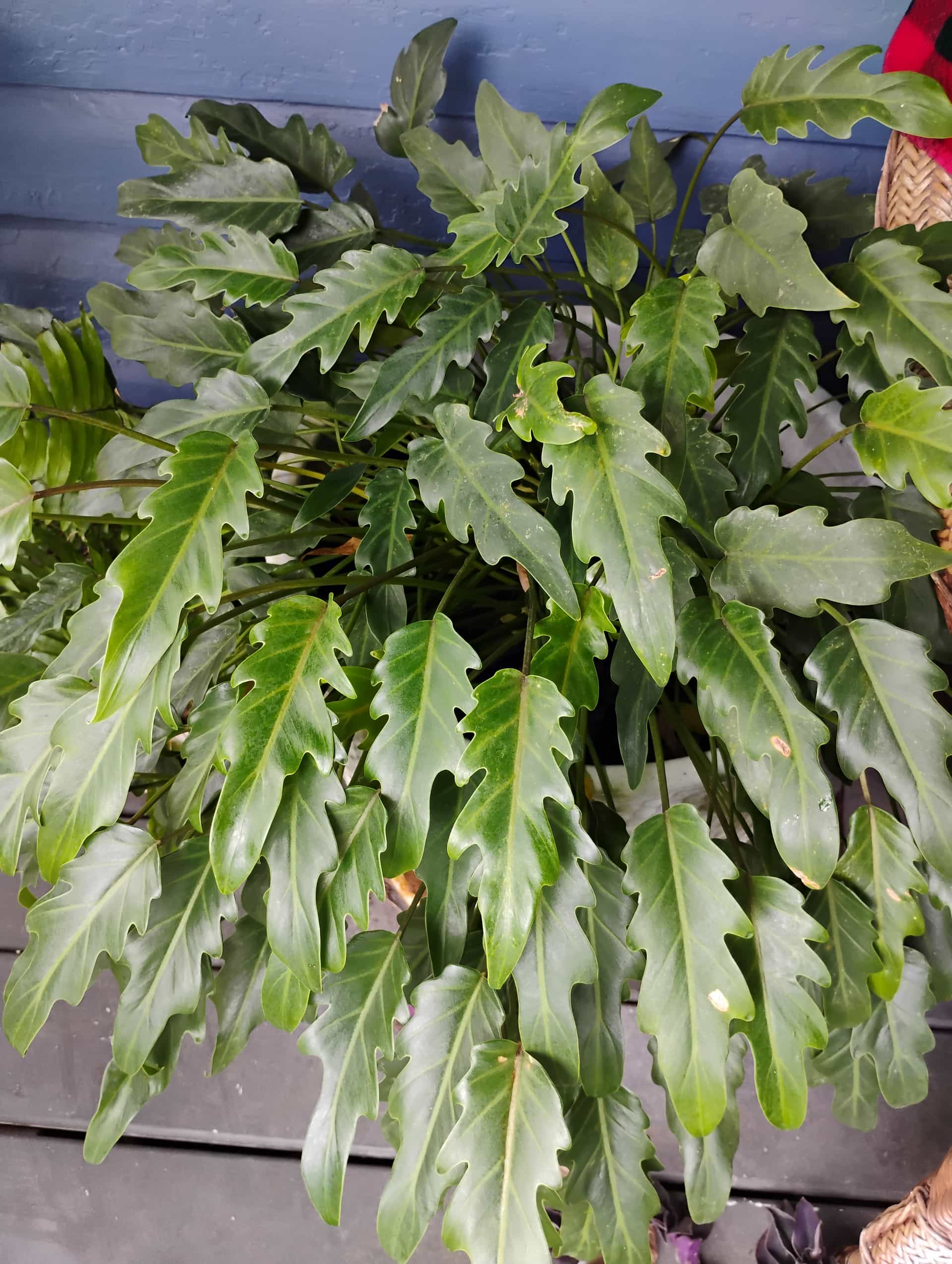 Heartleaf Philodendron (Philodendron hederaceum), Houseplant