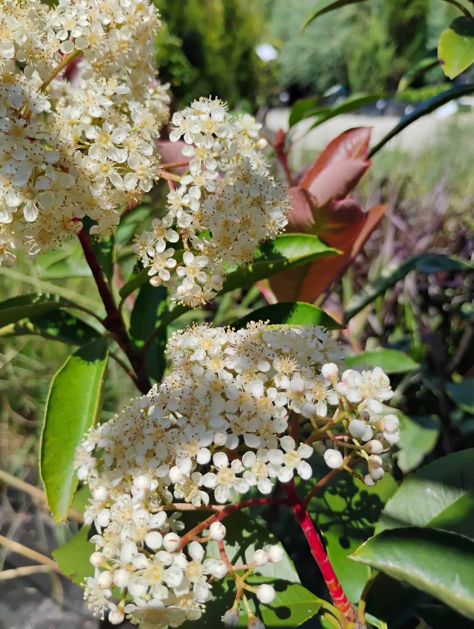 Photinia, Shrub