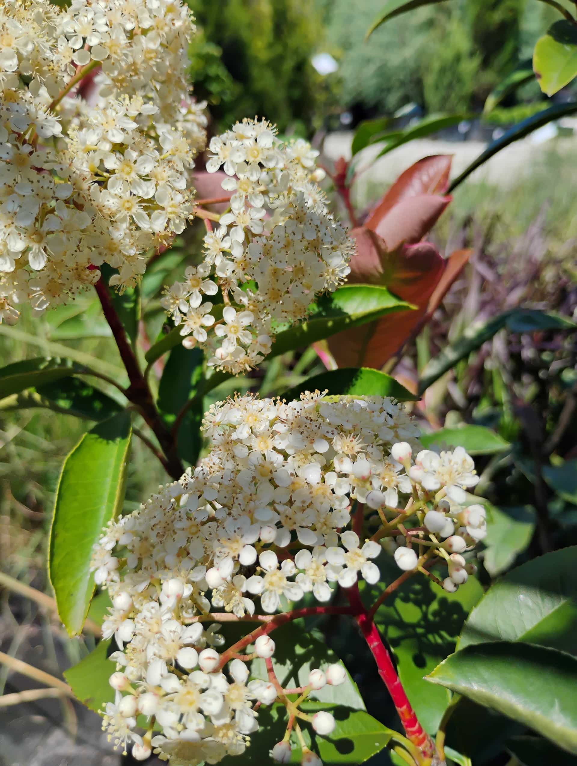 Photinia, Shrub