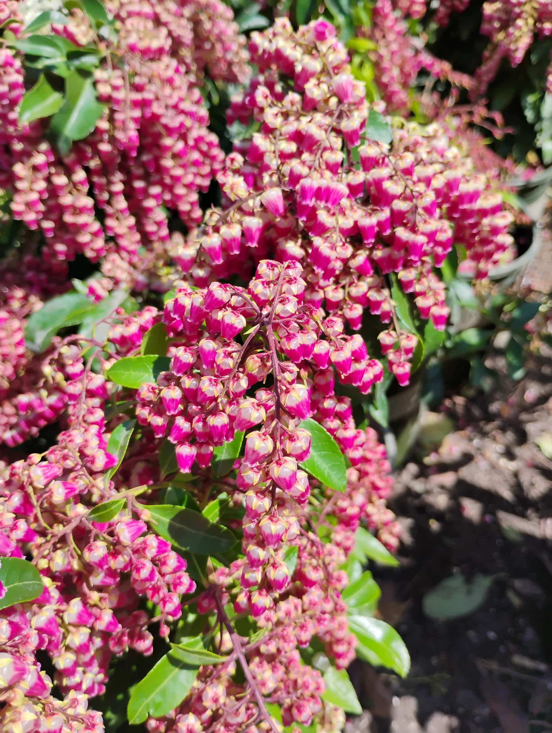 Japanese Pieris (Pieris japonica), Shrub