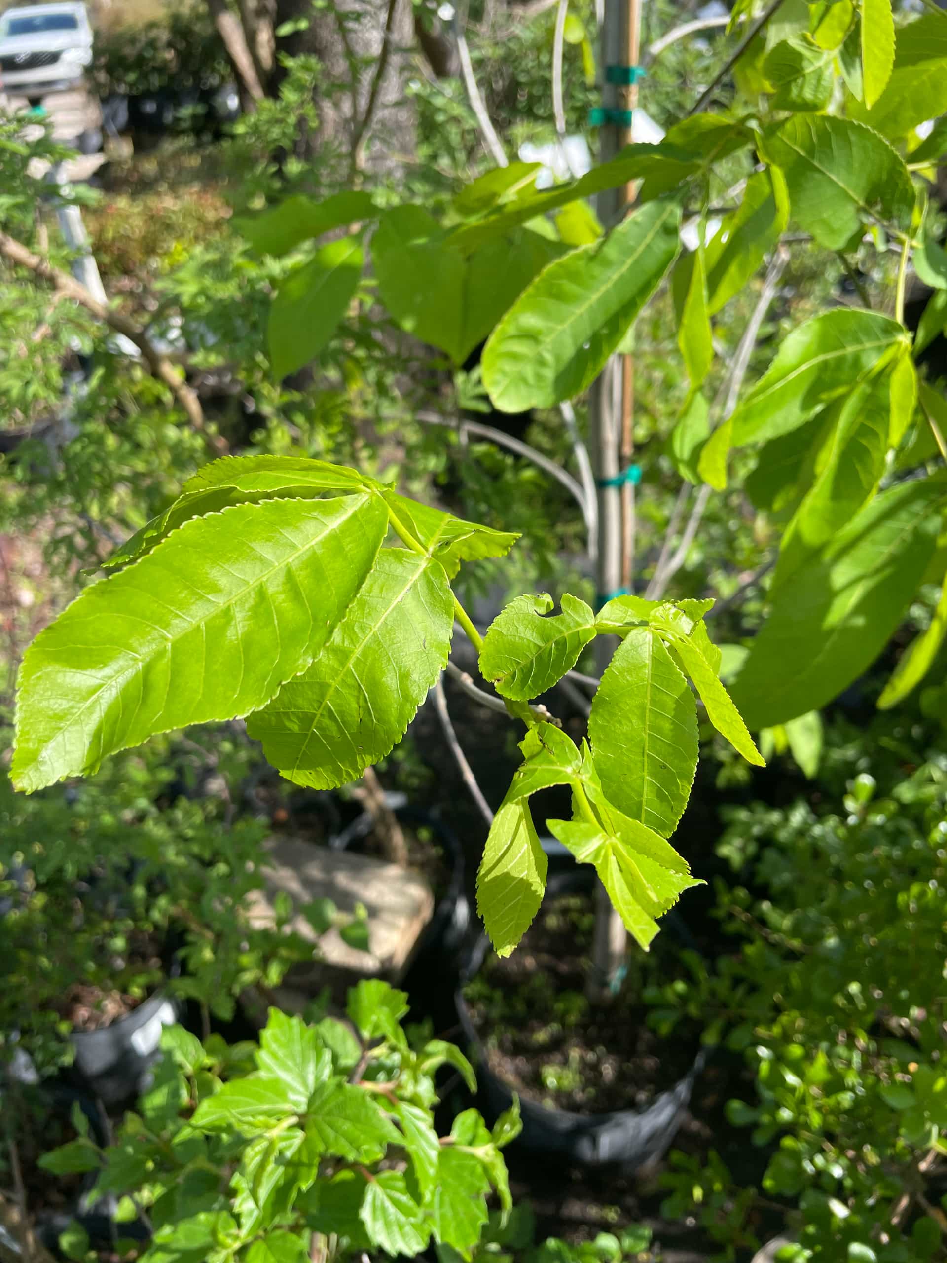Pignut Hickory (Carya glabra), Tree