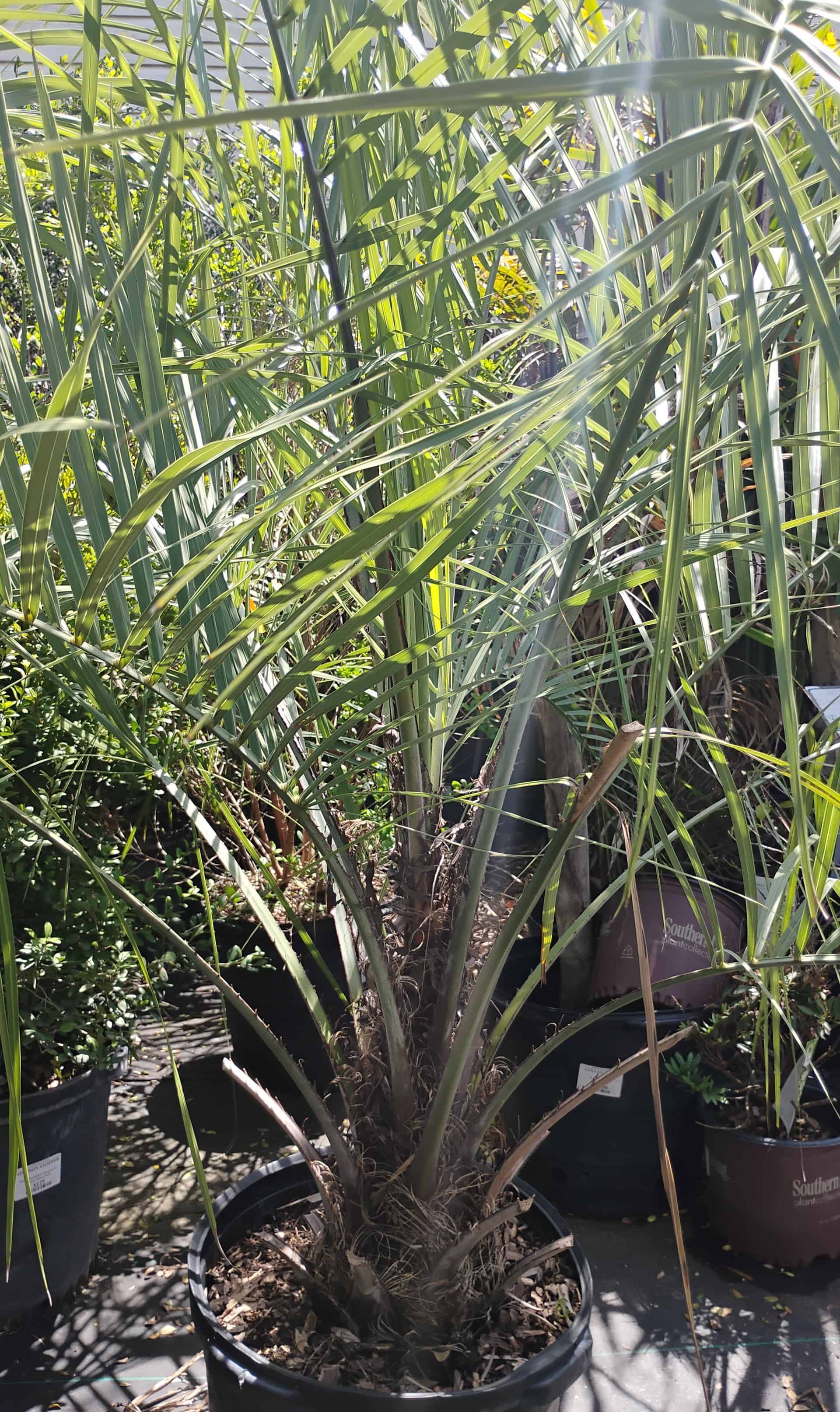 Pindo Palm (Butia capitata), Palm