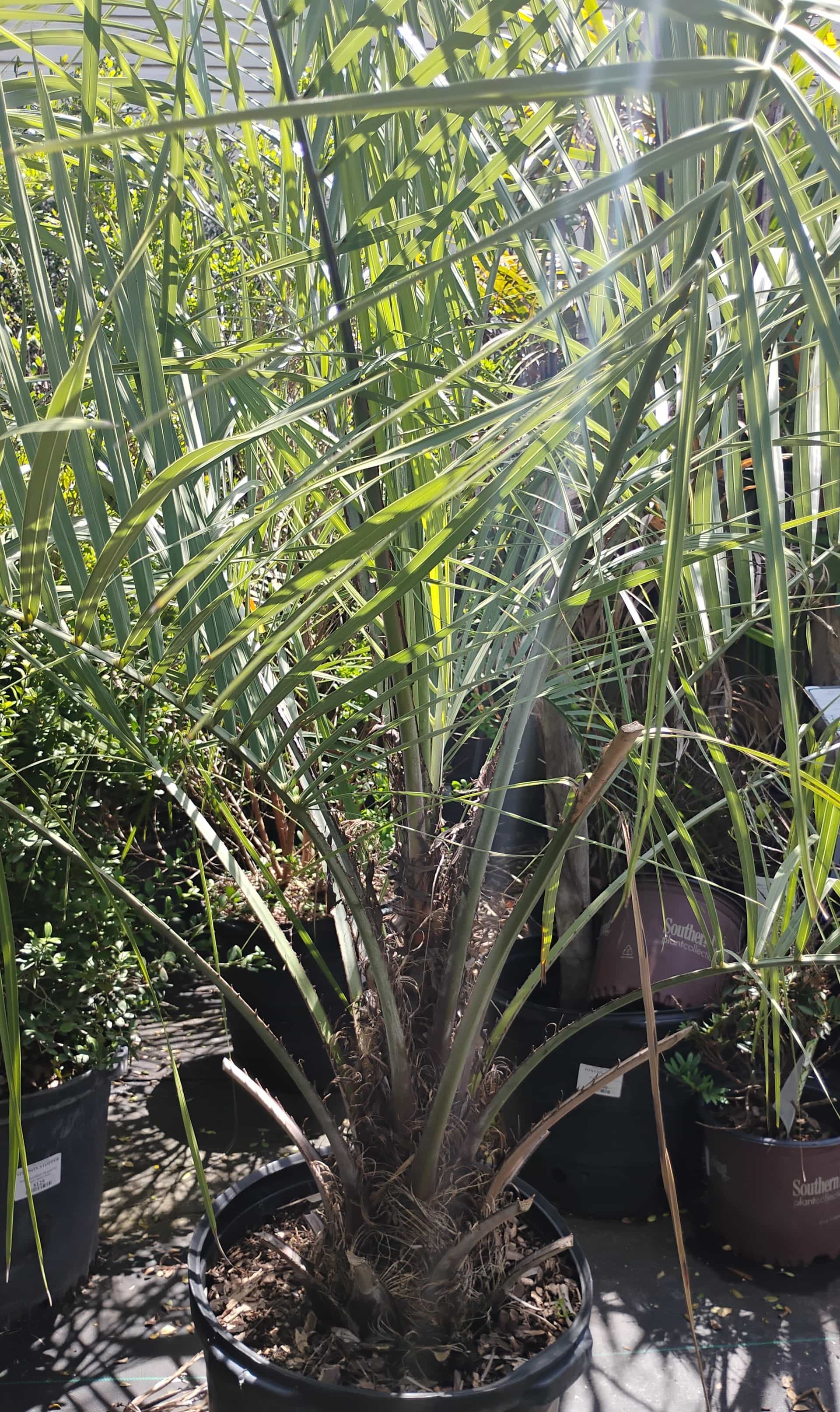 Pindo Palm (Butia capitata), Palm