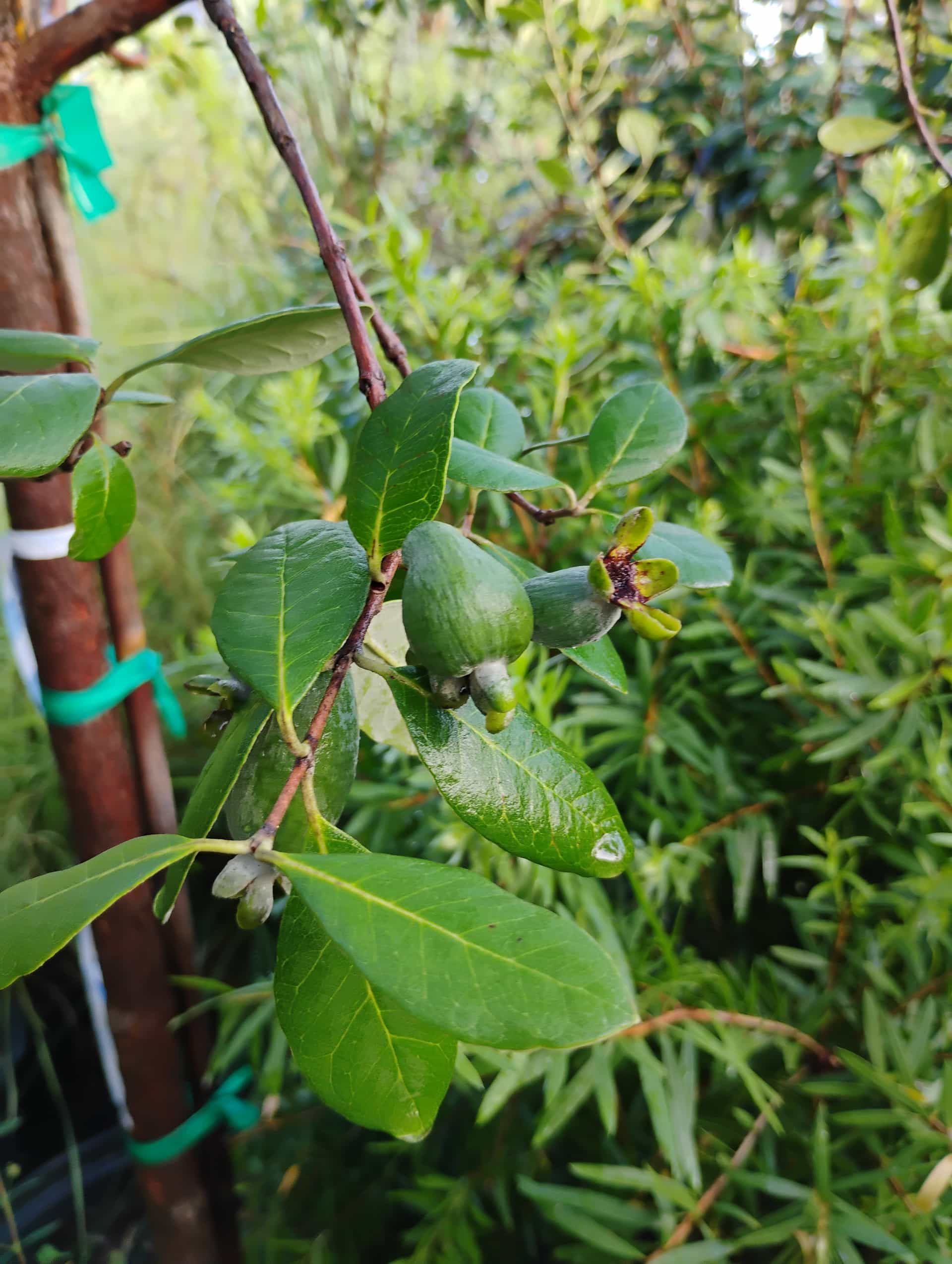 Pineapple Guava (Acca sellowiana), Fruit Tree