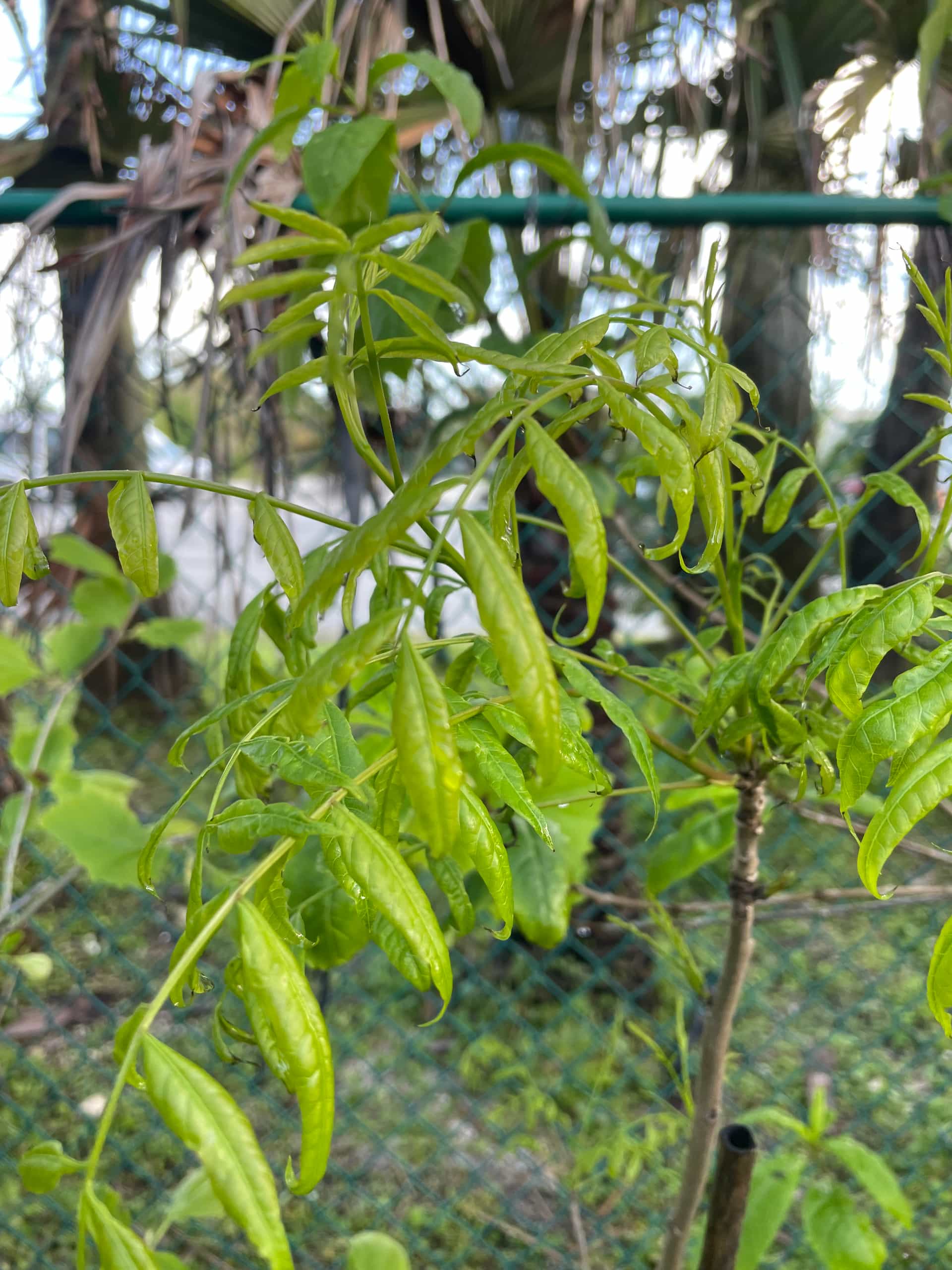 Chinese Pistache (Pistacia chinensis), Tree