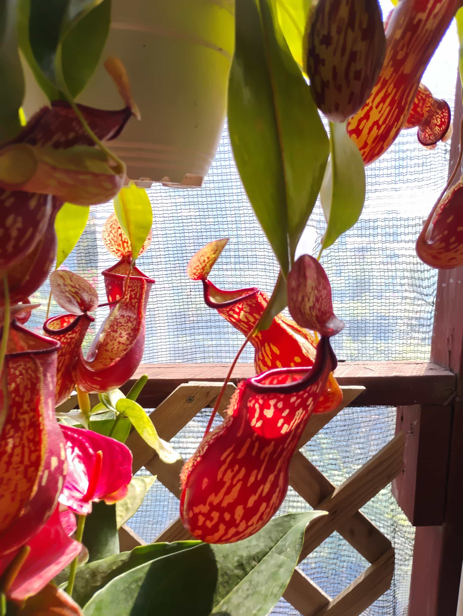 Tropical Pitcher Plant (Nepenthes), Perennial