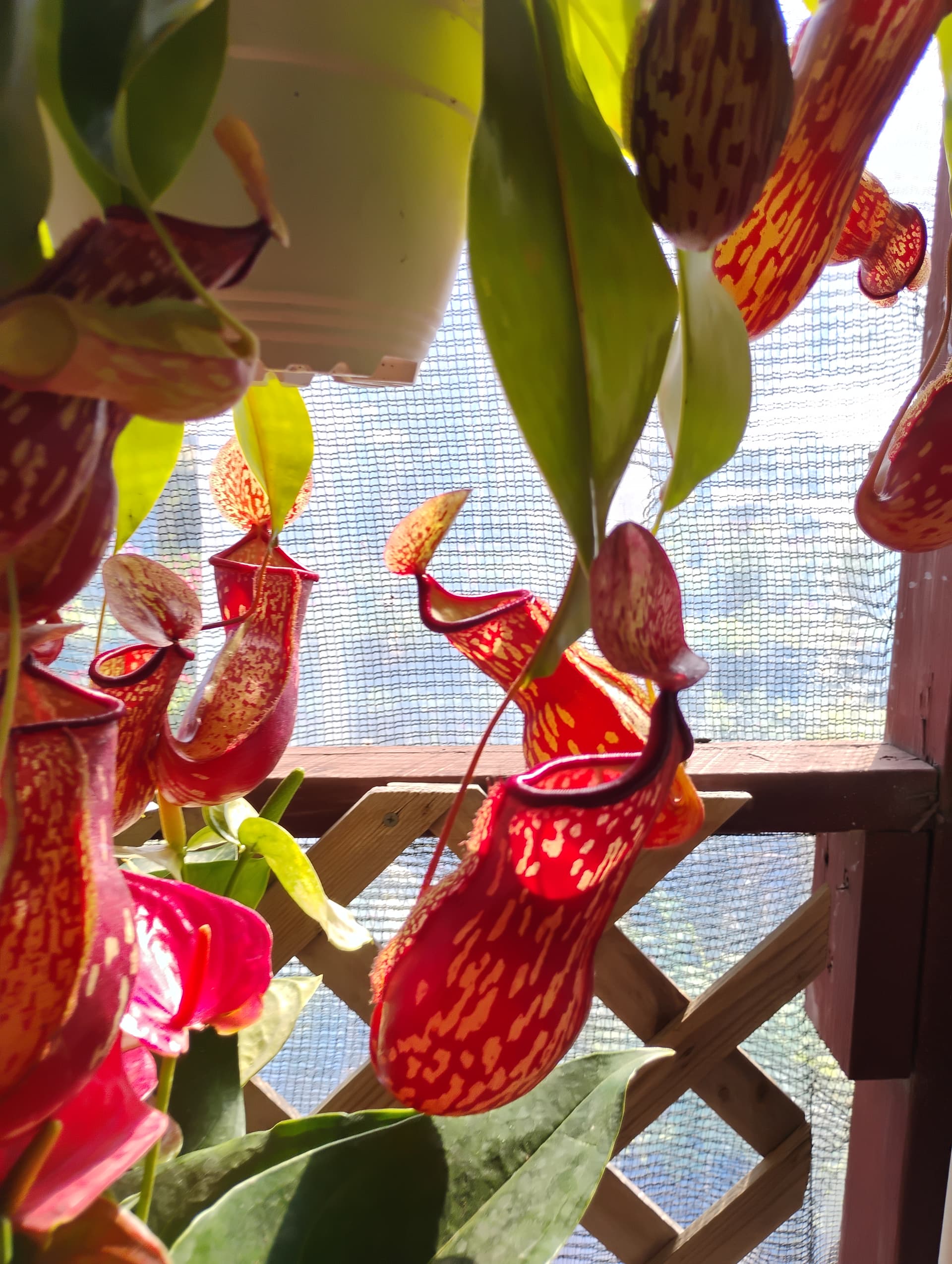 Tropical Pitcher Plant