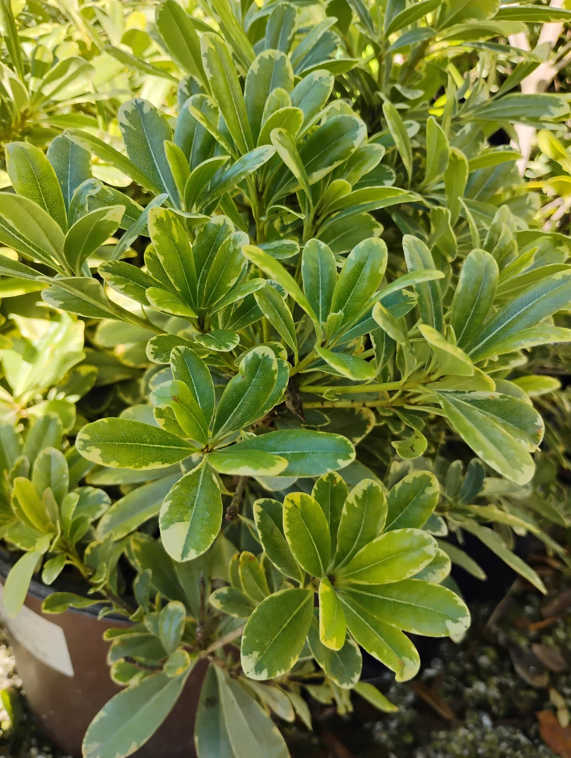 Pittosporum (Pittosporum tobira), Shrub