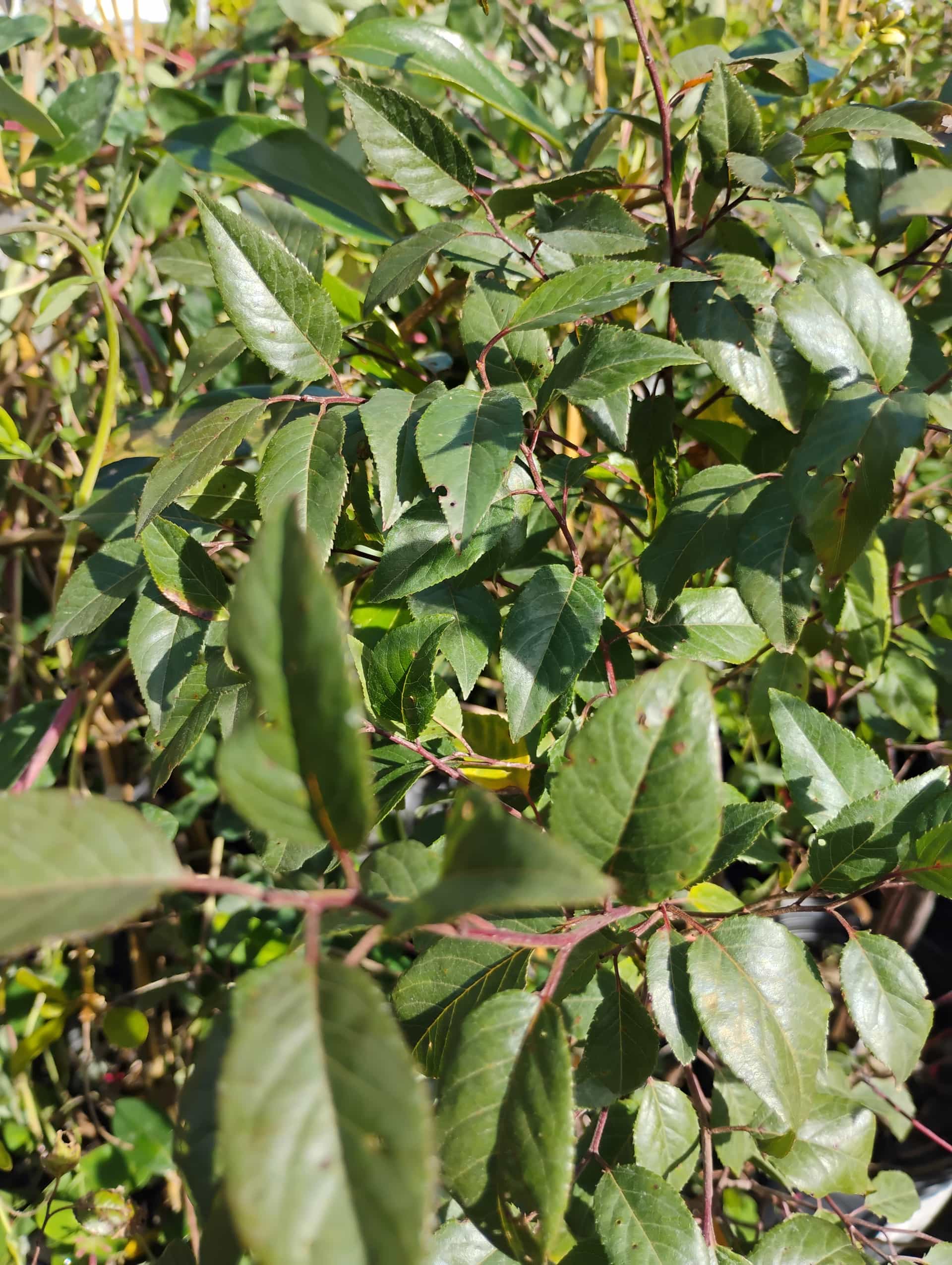 Cherry (Prunus), Tree