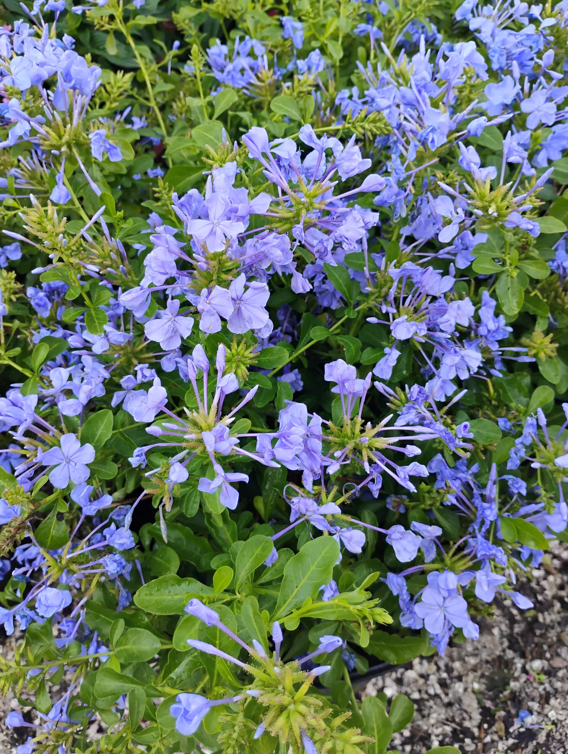 Plumbago (Plumbago auriculata), Shrub