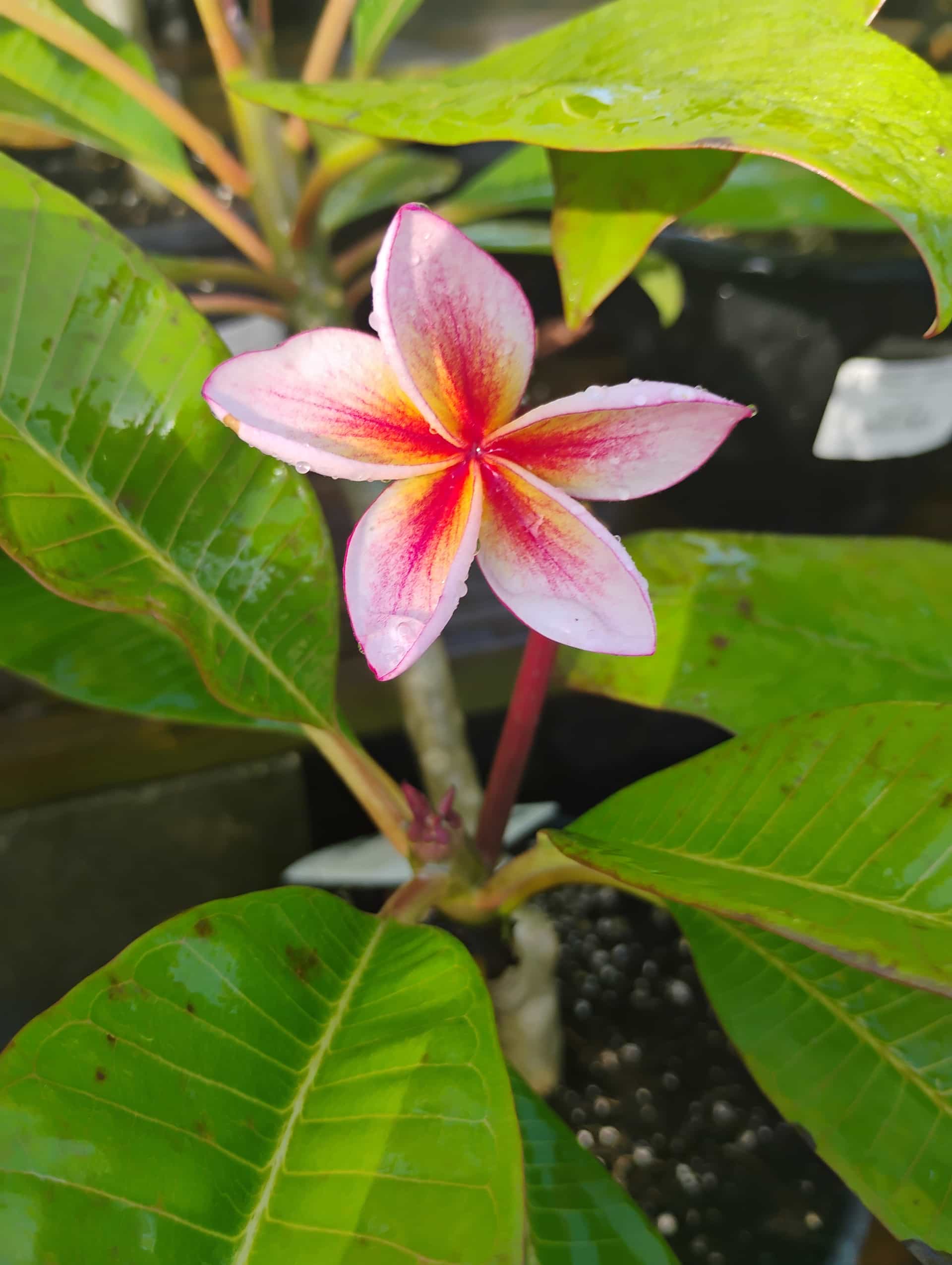 Plumeria (Plumeria rubra), Tree