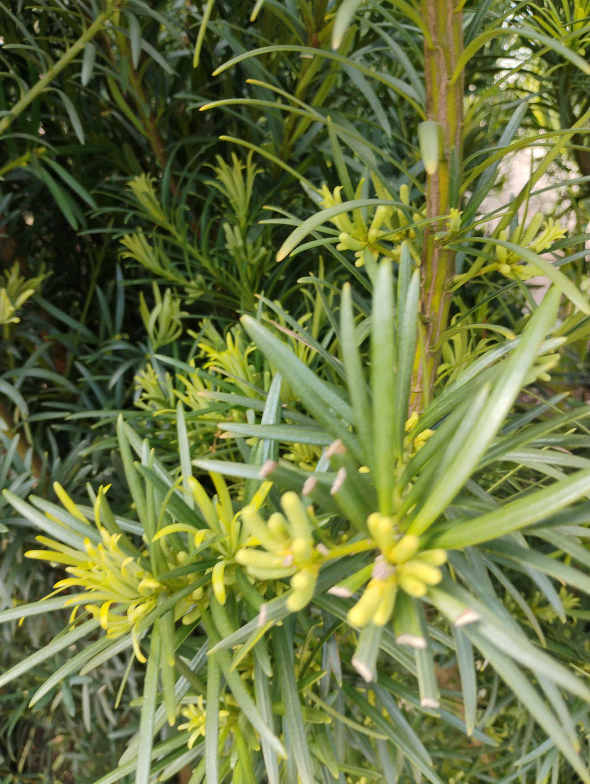 Podocarpus (Podocarpus macrophyllus), Tree
