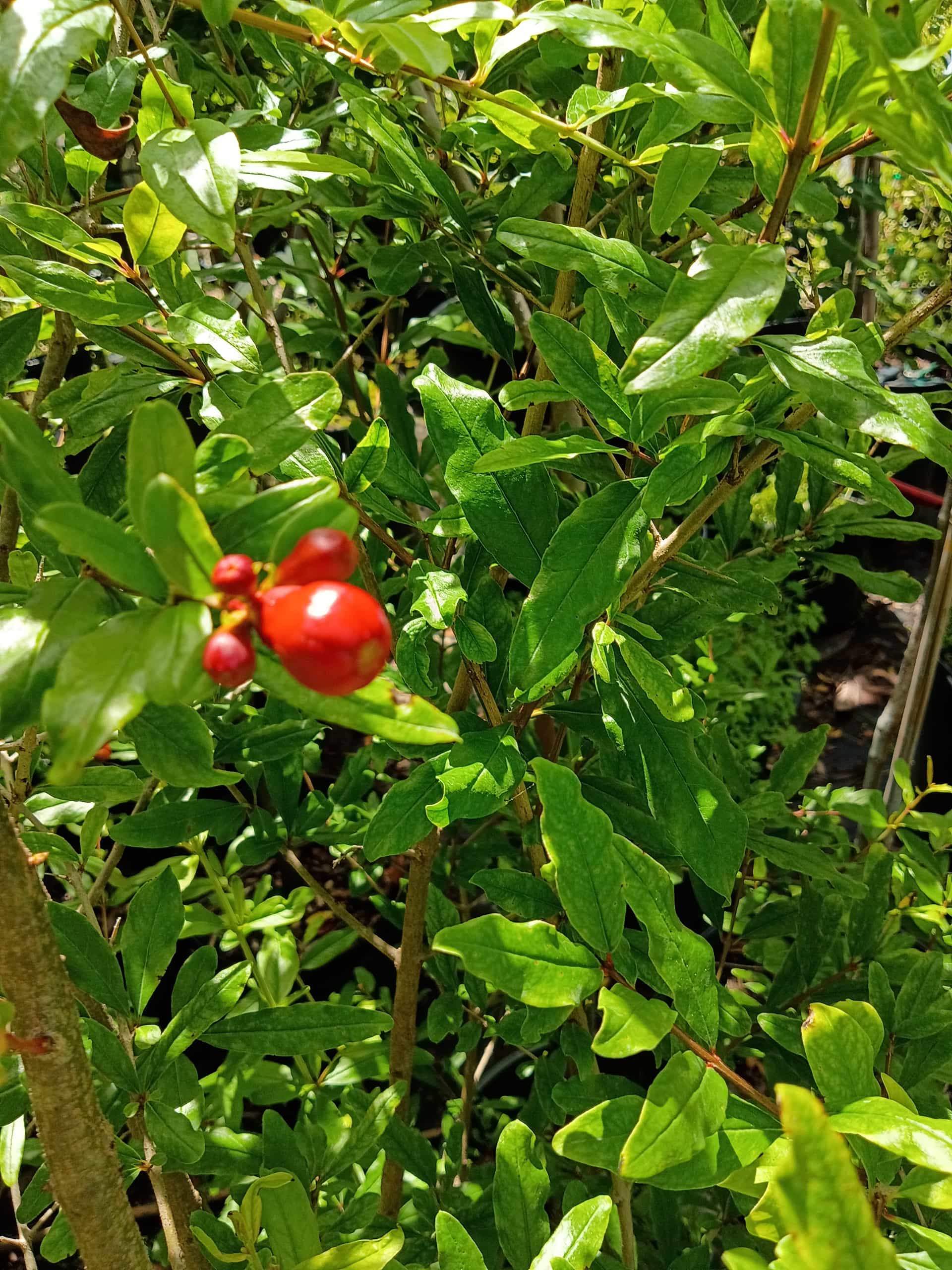 Pomegranate (Punica granatum), Fruit Tree