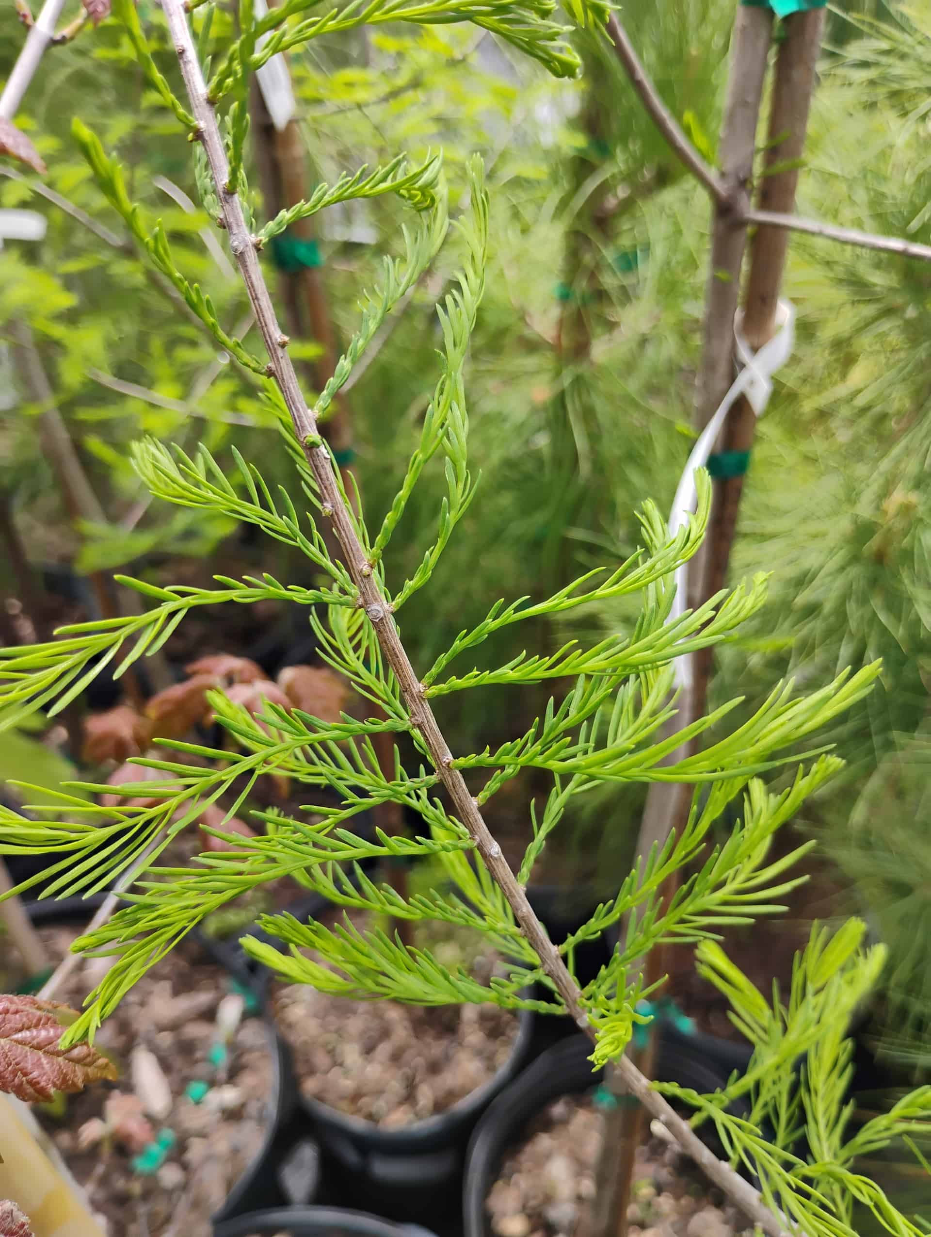 Pond Cypress (Taxodium ascendens), Tree