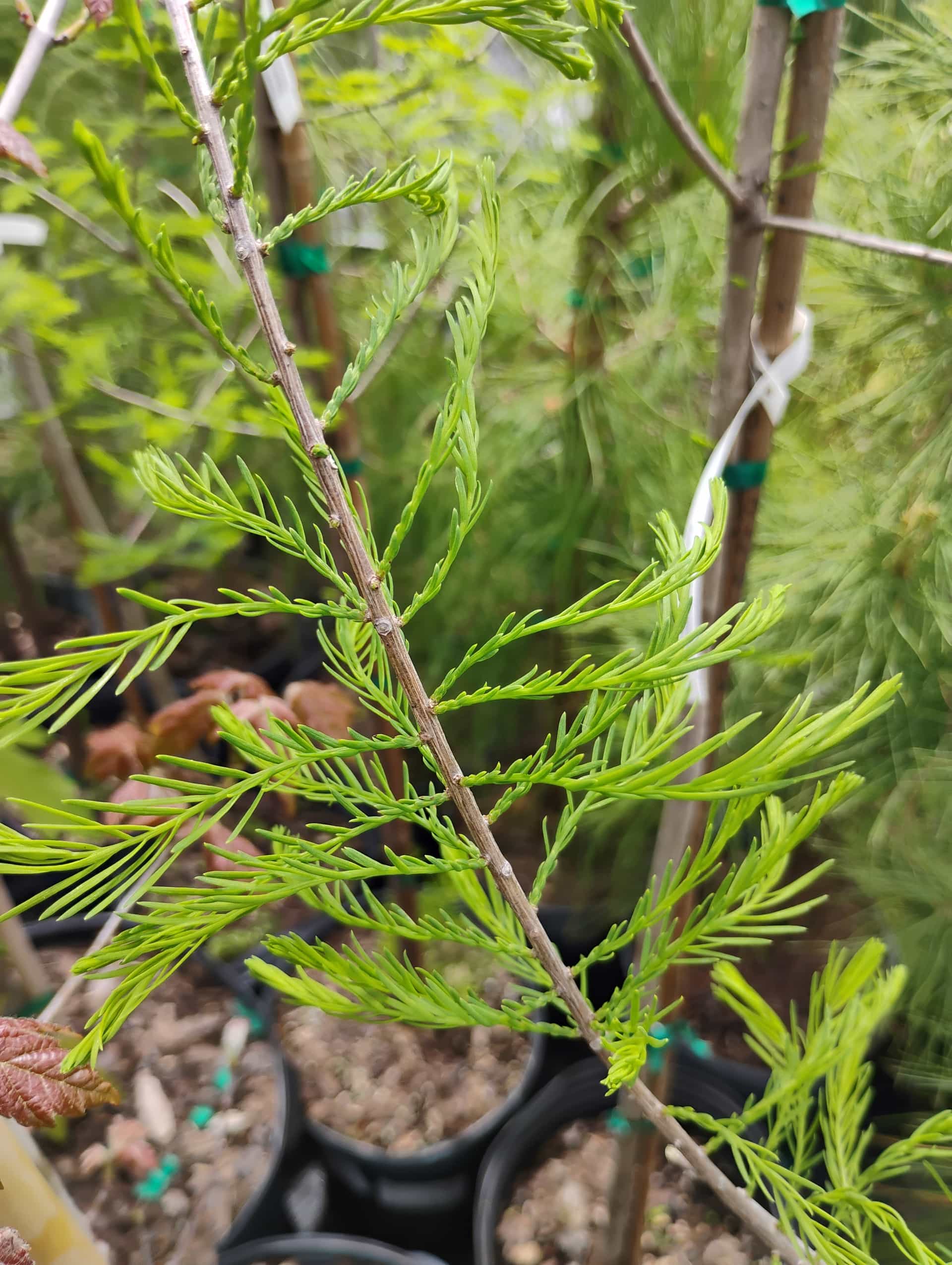 Pond Cypress (Taxodium ascendens), Tree