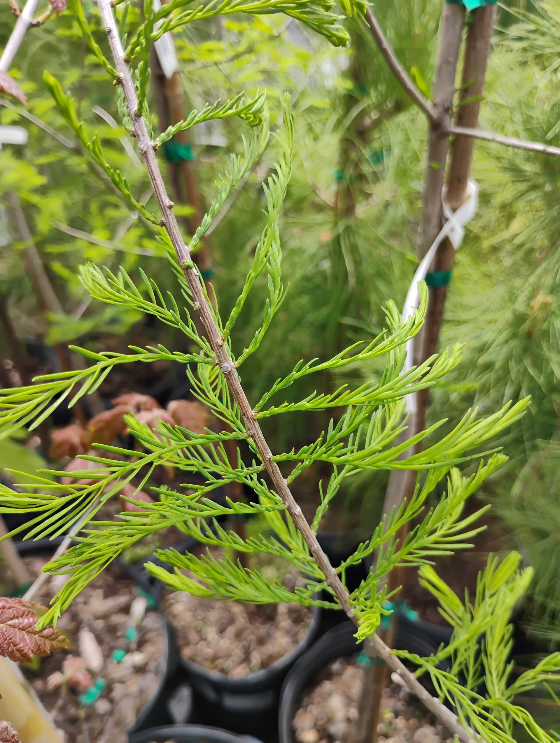 Pond Cypress
