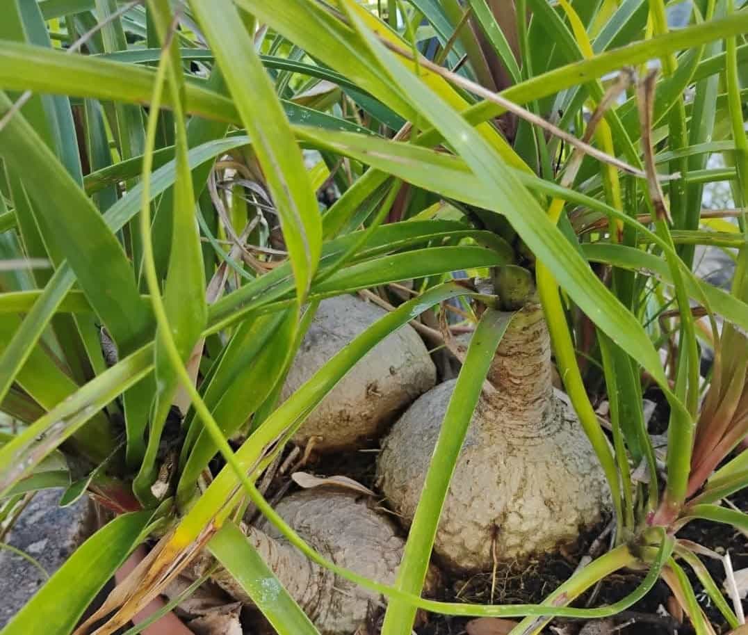 Ponytail Palm (Beaucarnea recurvata), Succulent
