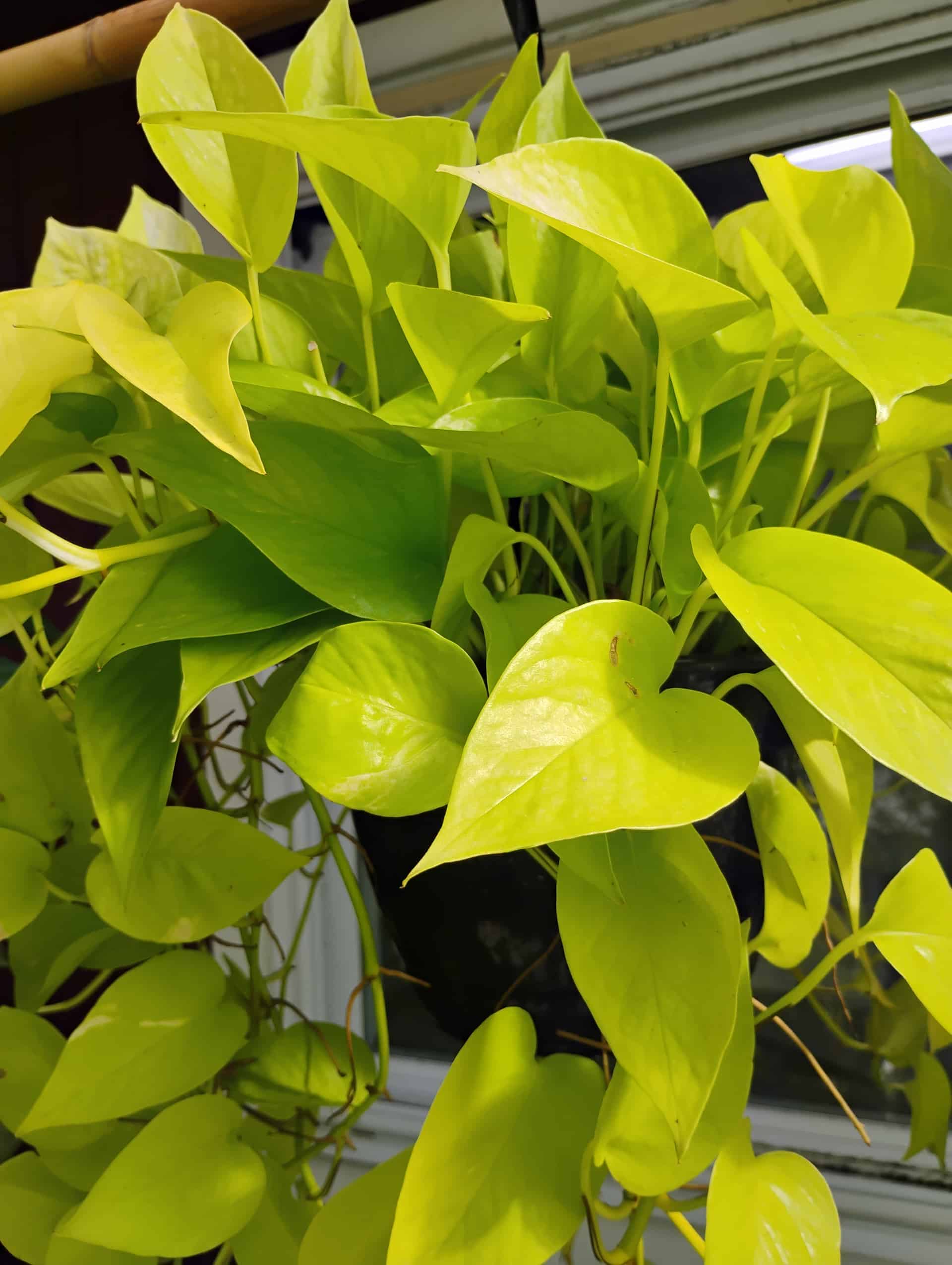 Pothos (Epipremnum pinnatum), Vine