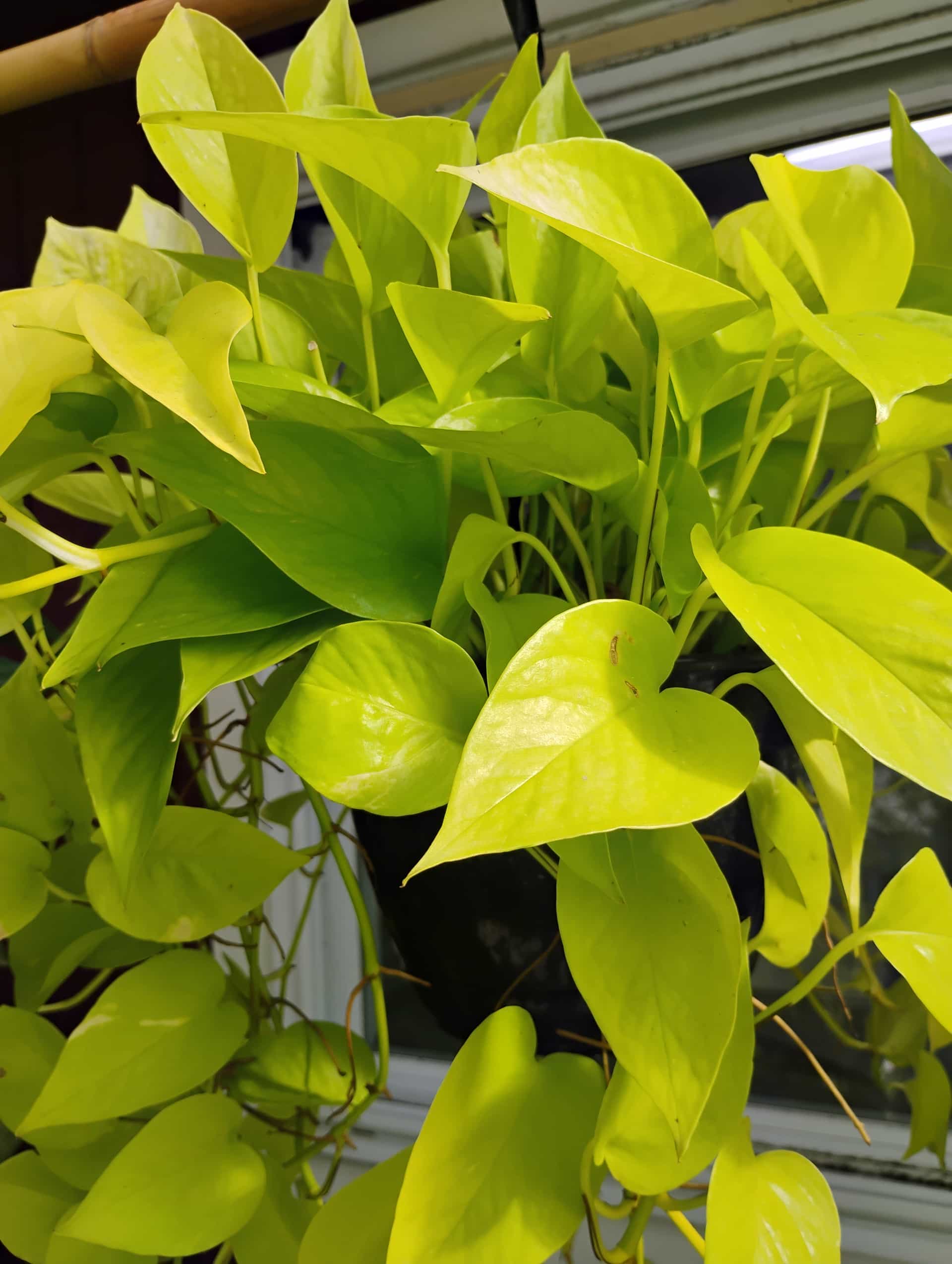 Pothos (Epipremnum pinnatum), Vine