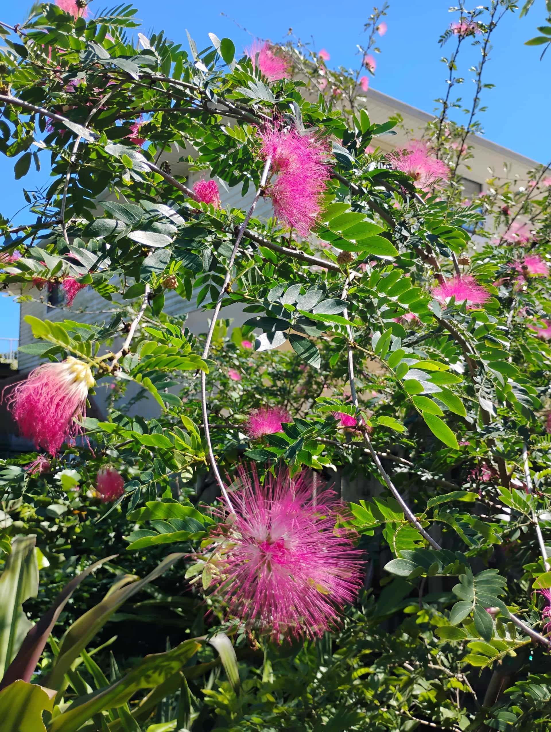 Powder Puff (Calliandra haematocephala), Tree