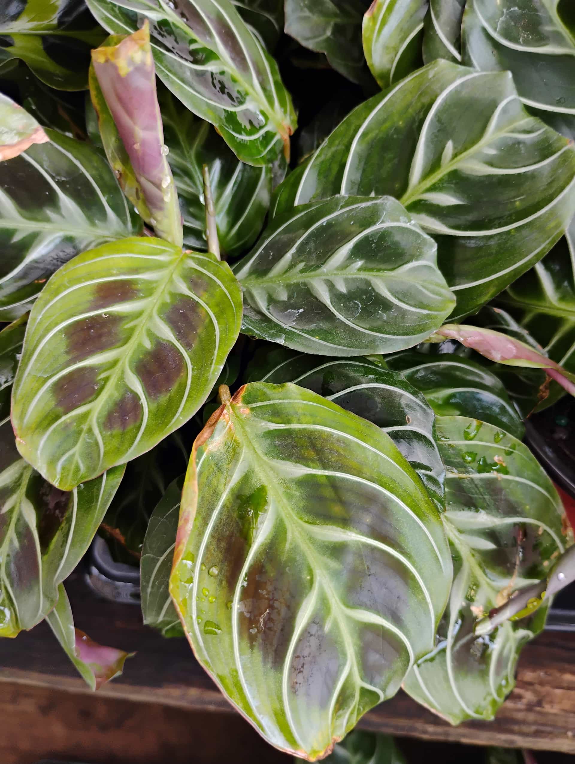 Prayer Plant (Maranta leuconeura), Houseplant