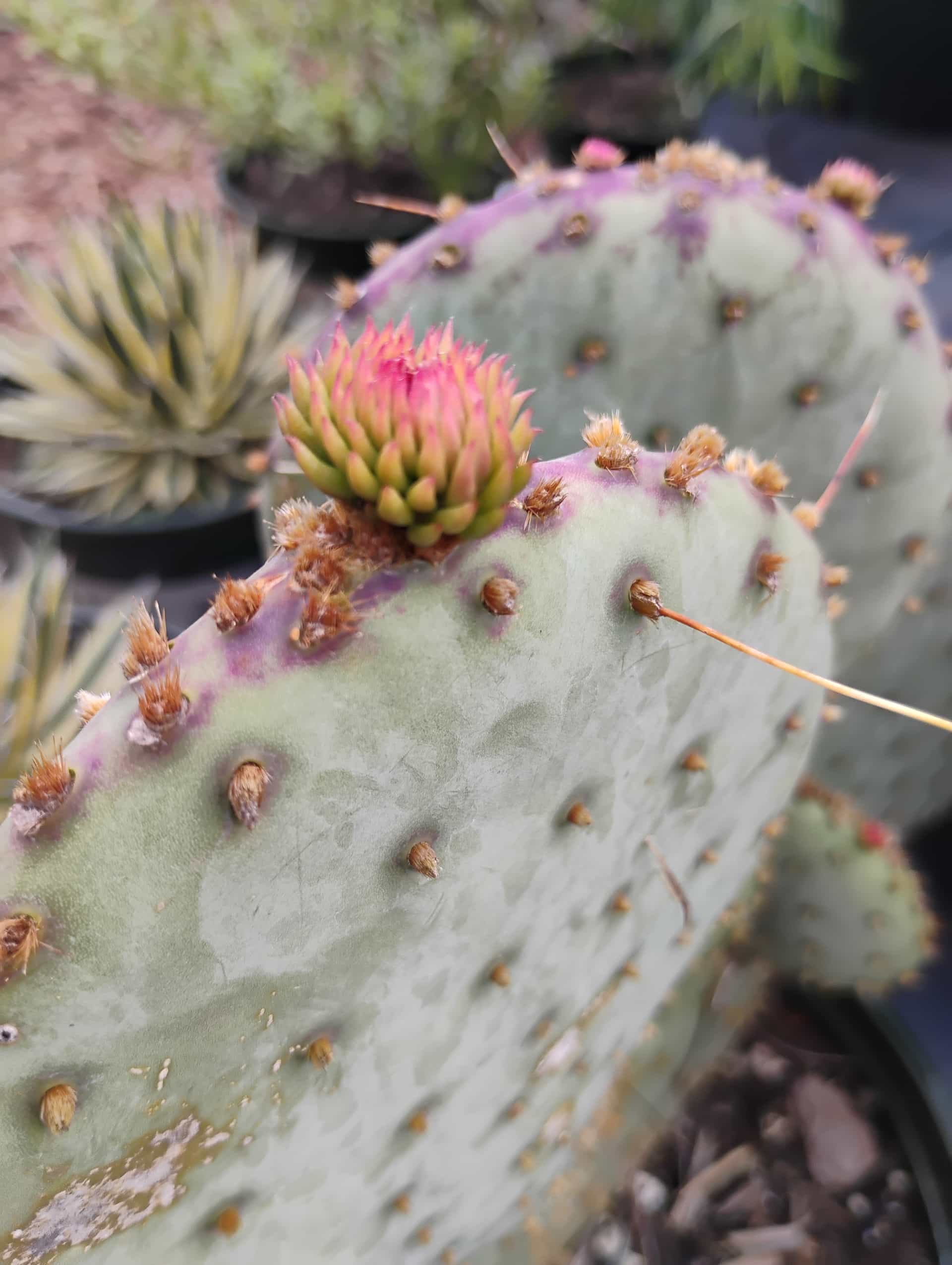 Prickly Pear Cactus (Opuntia austrina), Flowers
