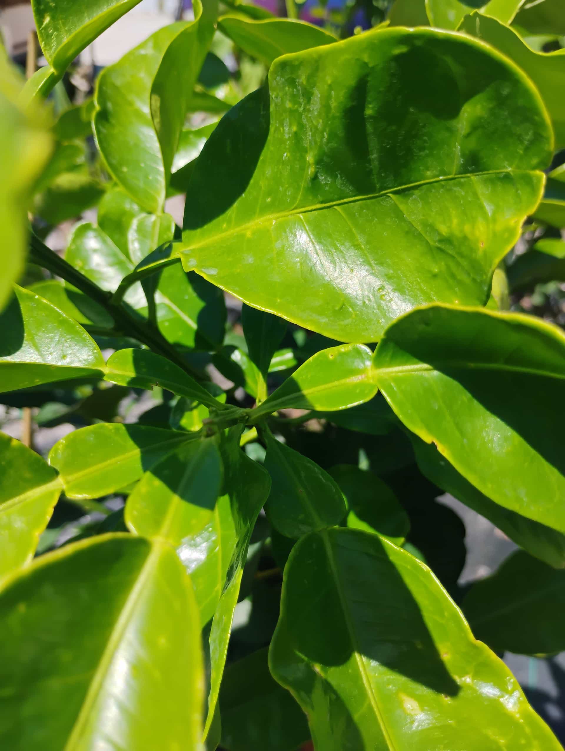 Pummelo (Citrus maxima), Fruit Tree