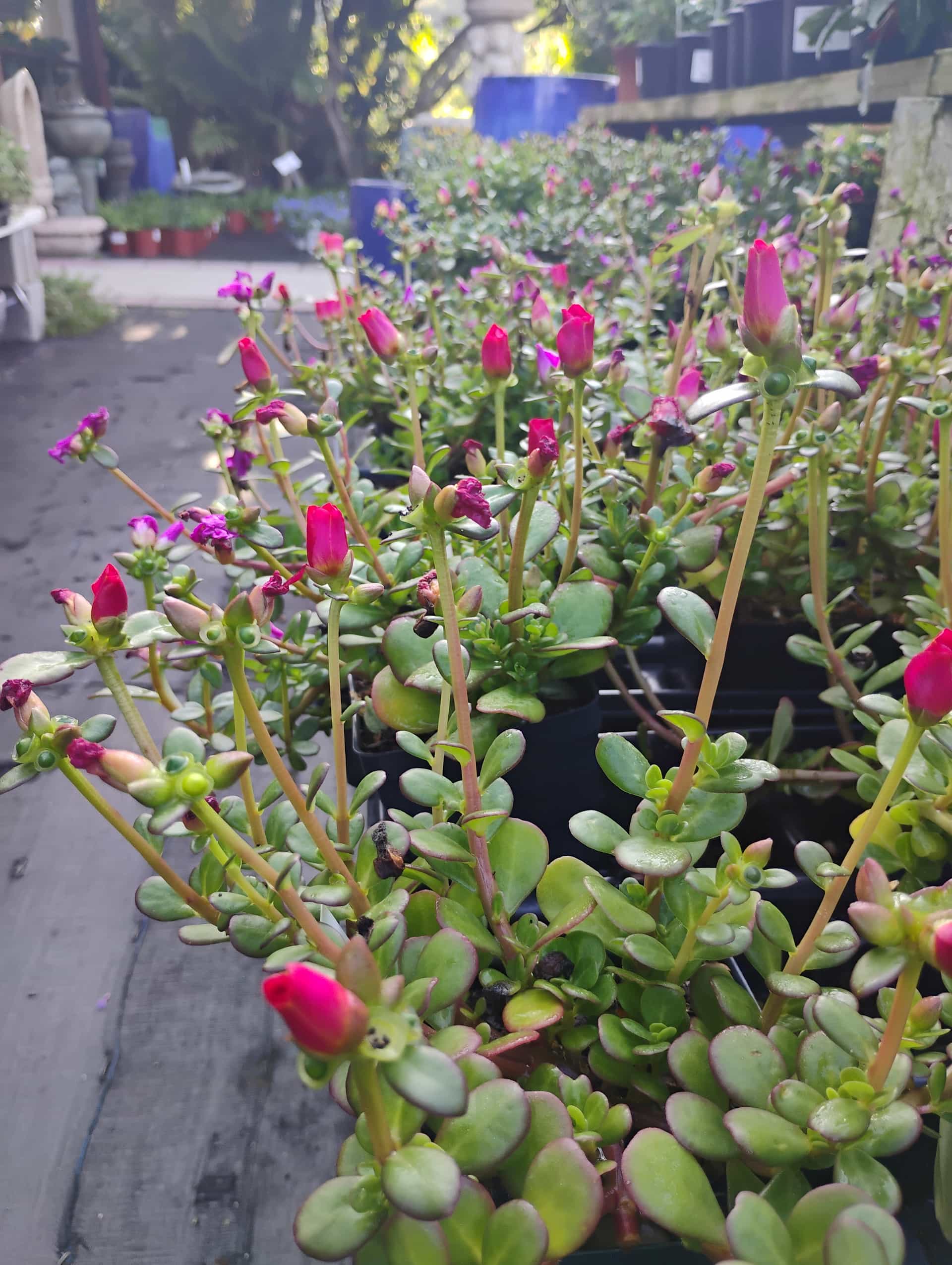 Purslane (Portulaca oleracea), Annual