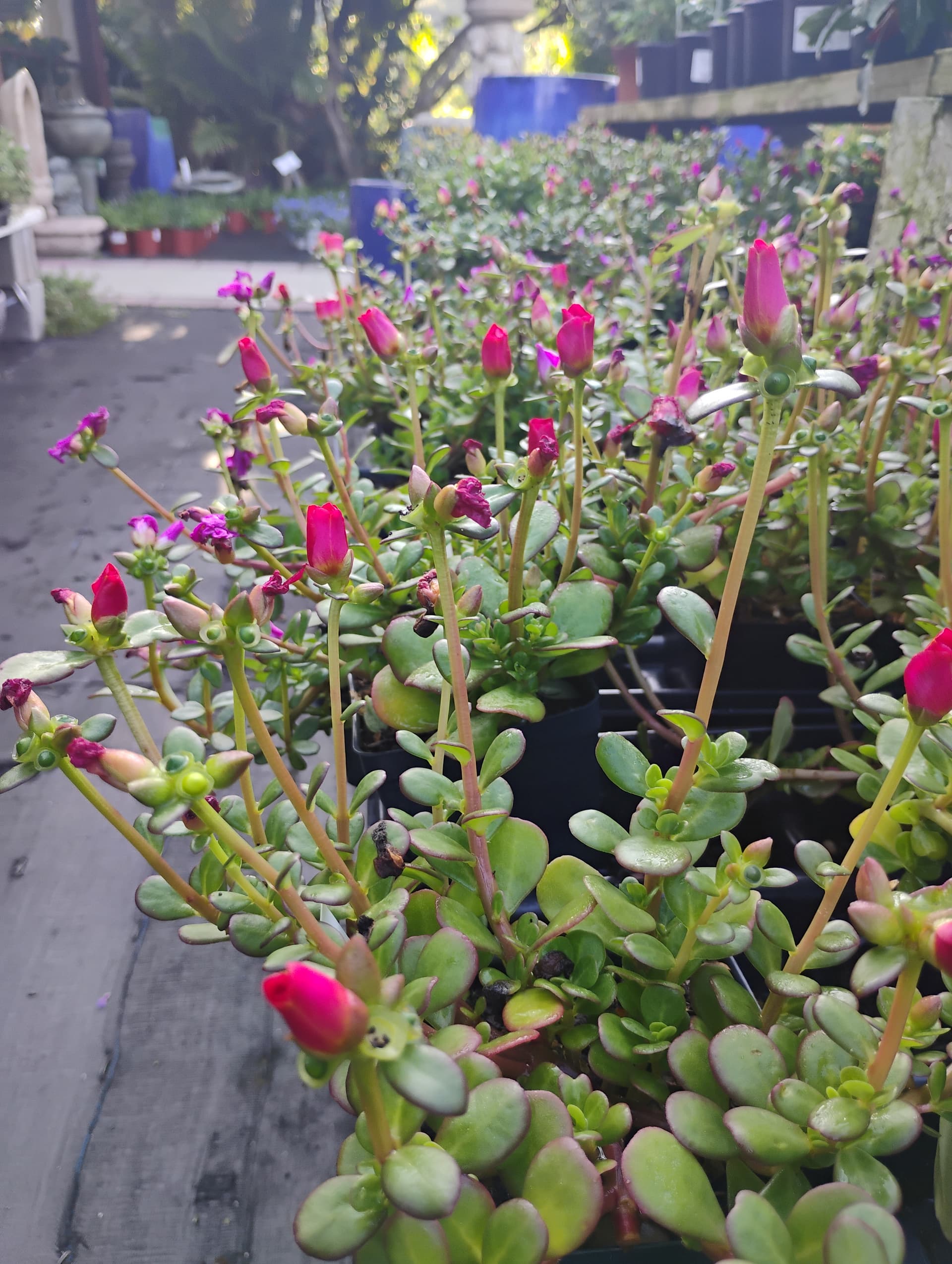 Purslane