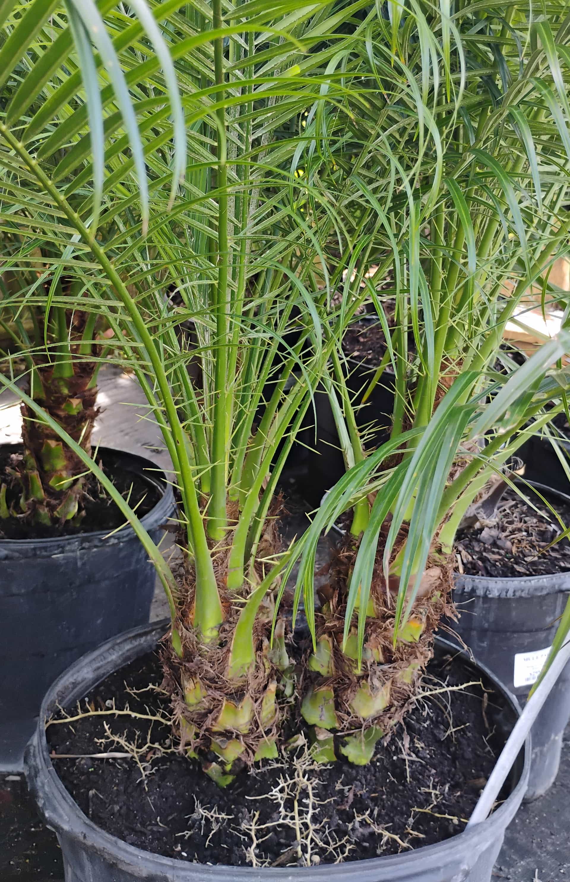 Pygmy Date Palm (Phoenix roebelenii), Palm