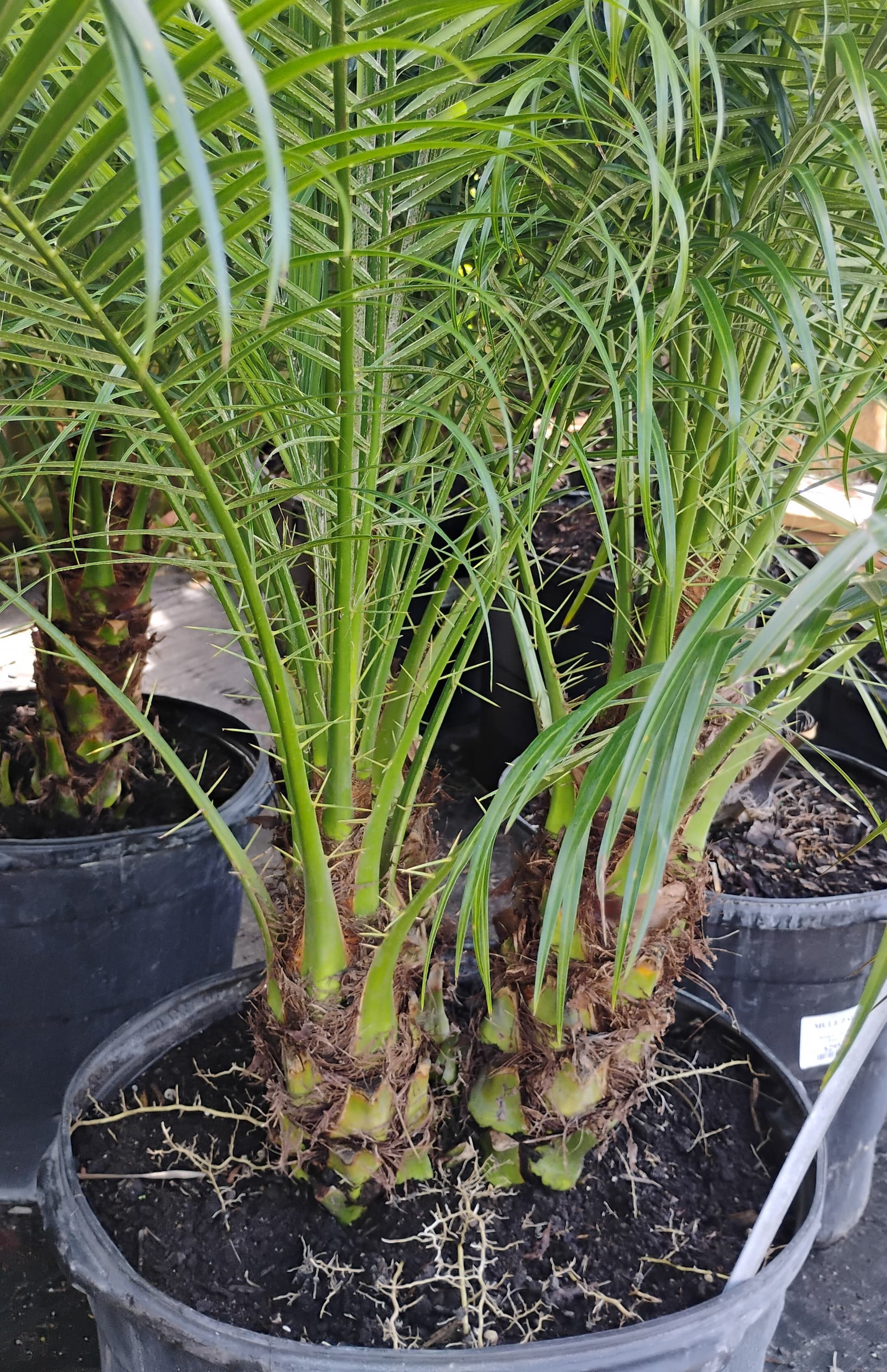 Pygmy Date Palm