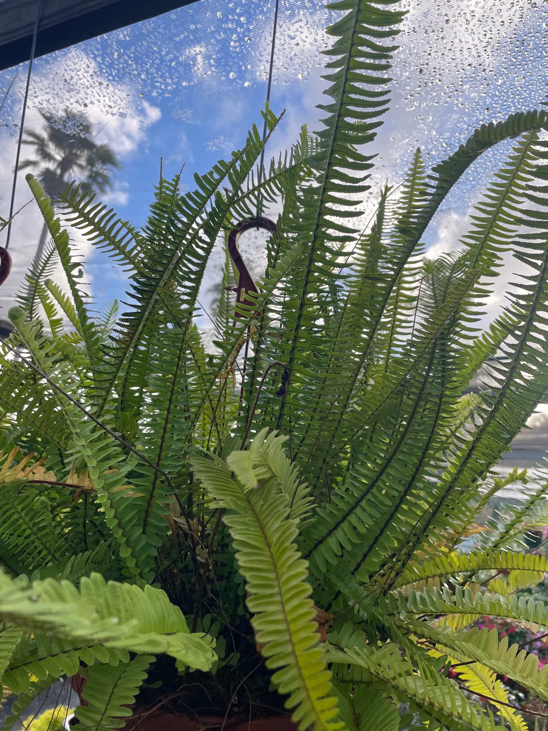 Kimberly Queen Fern (Nephrolepis obliterata), Fern
