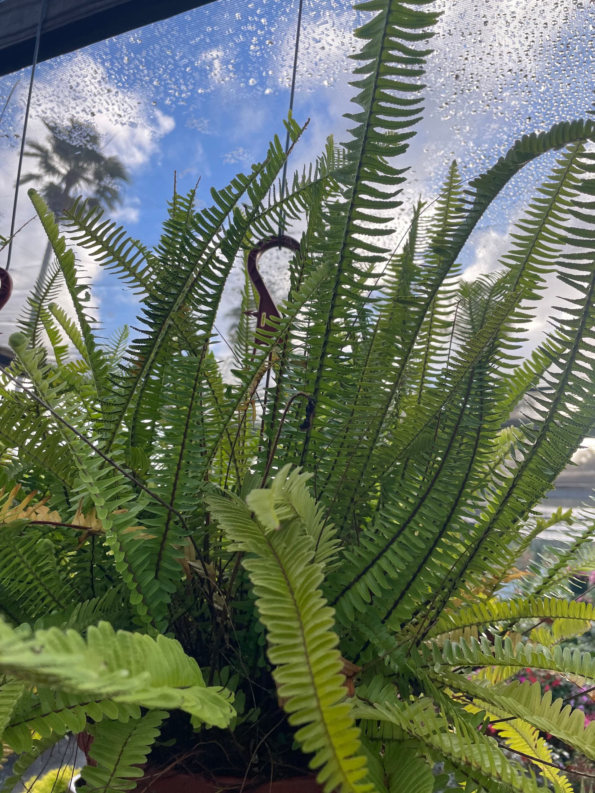 Kimberly Queen Fern