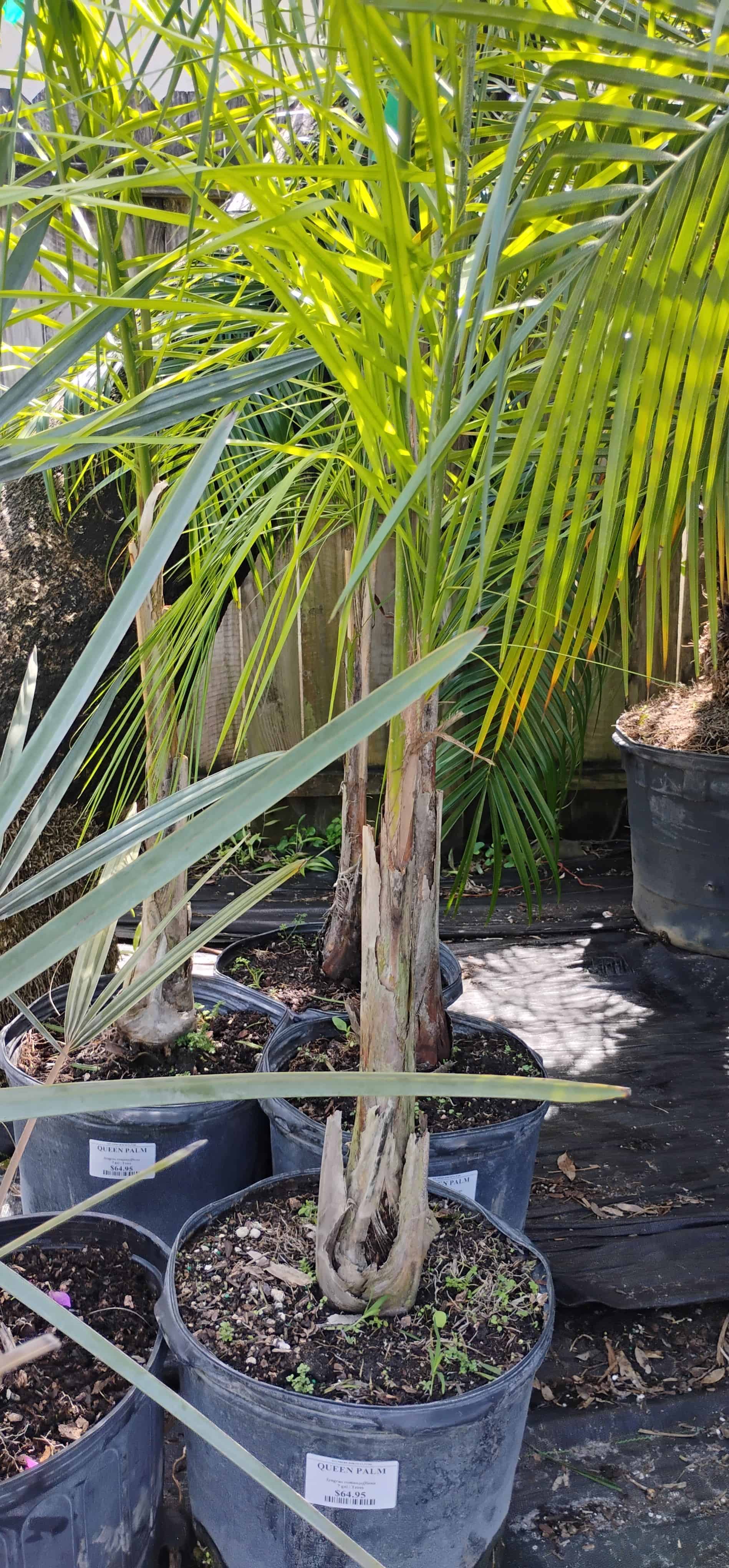Queen Palm (Syagrus romanzoffiana), Palm