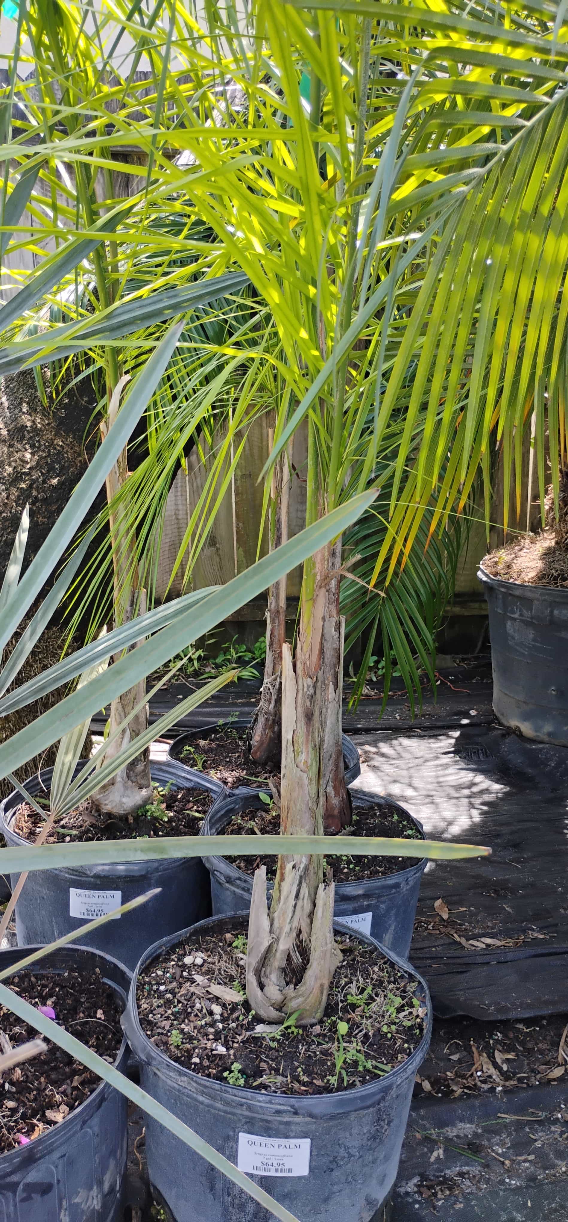 Queen Palm (Syagrus romanzoffiana), Palm