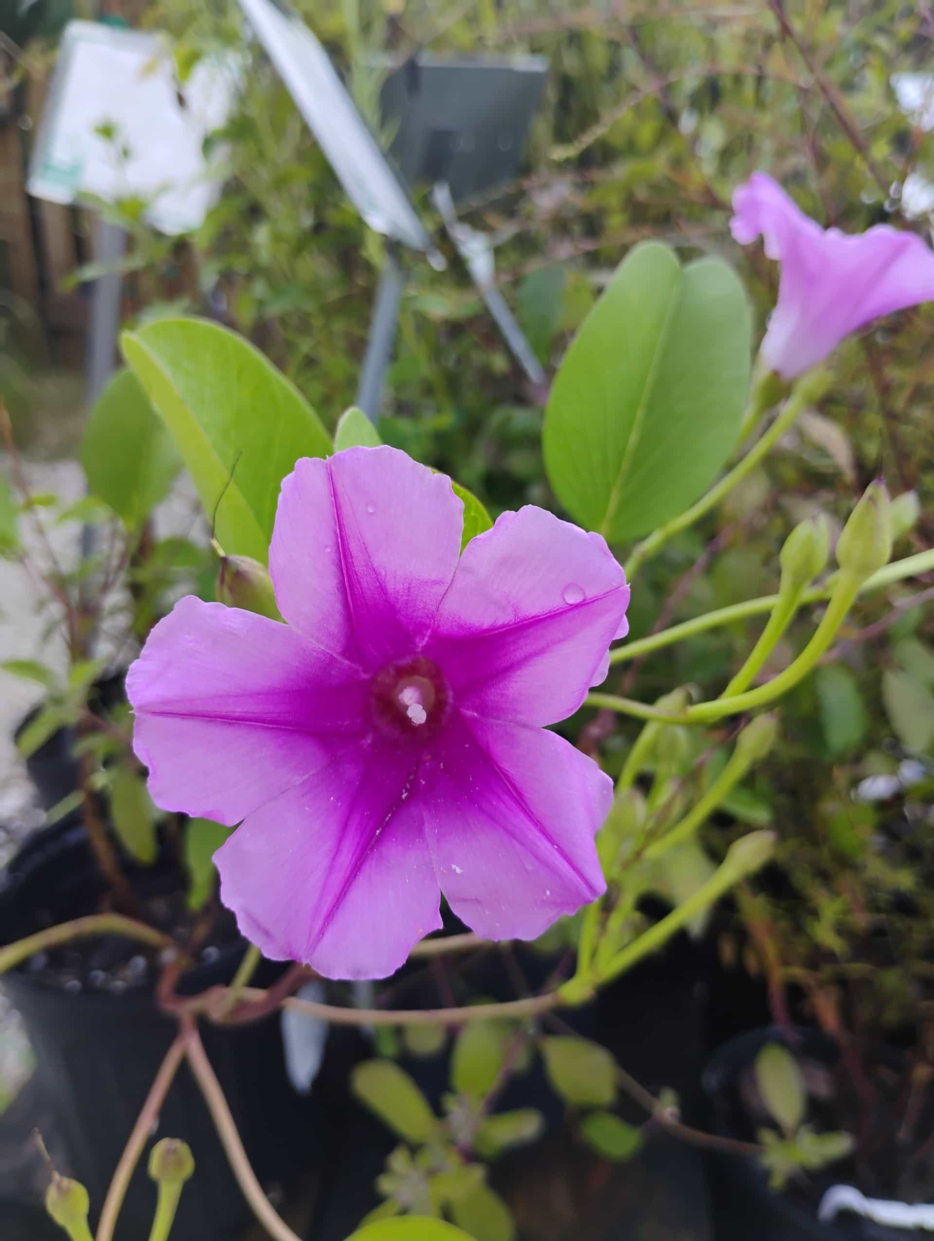 Railroad Vine (Ipomoea pes-caprae), Vine