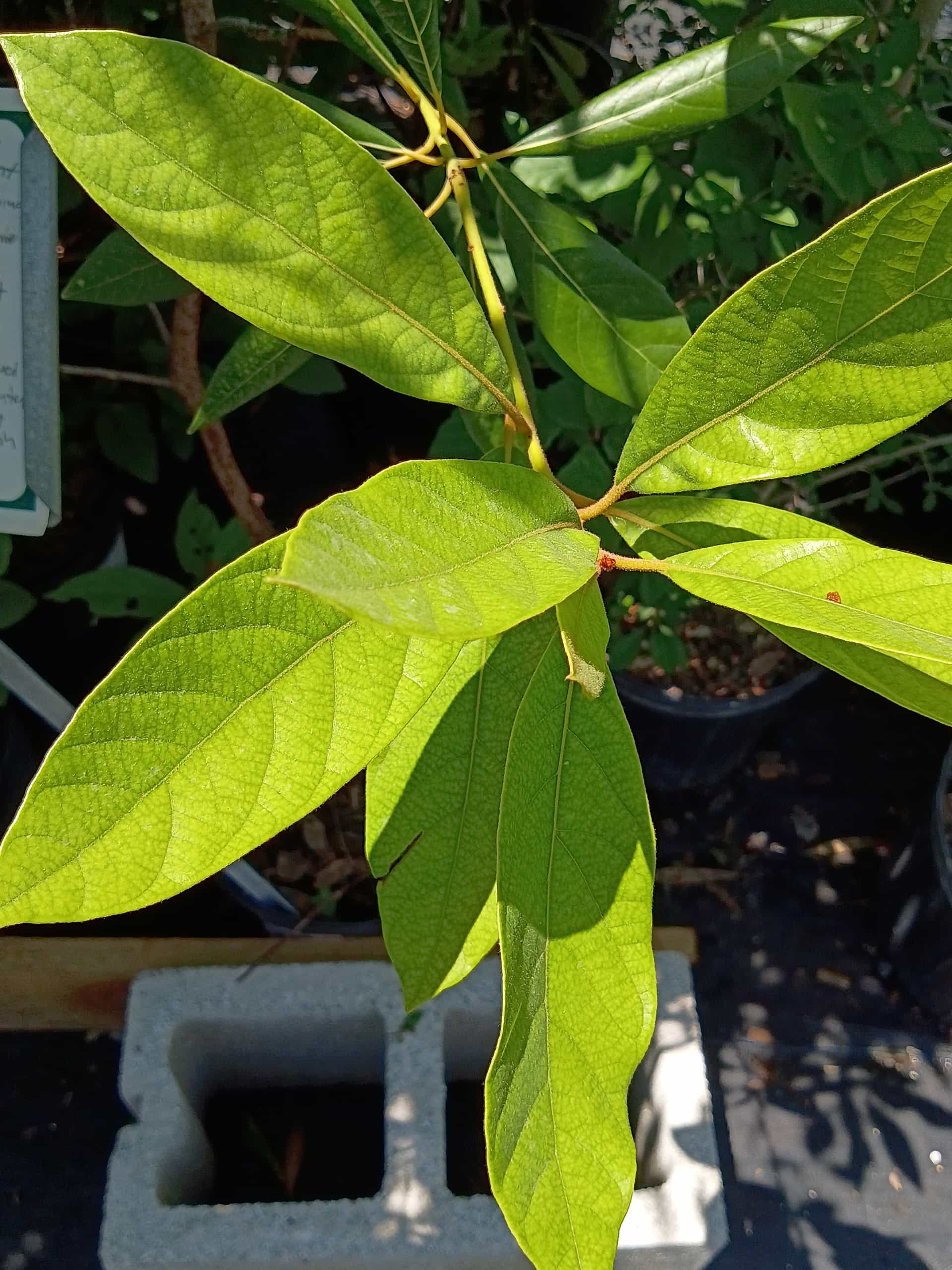 Redbay (Persea borbonia), Tree