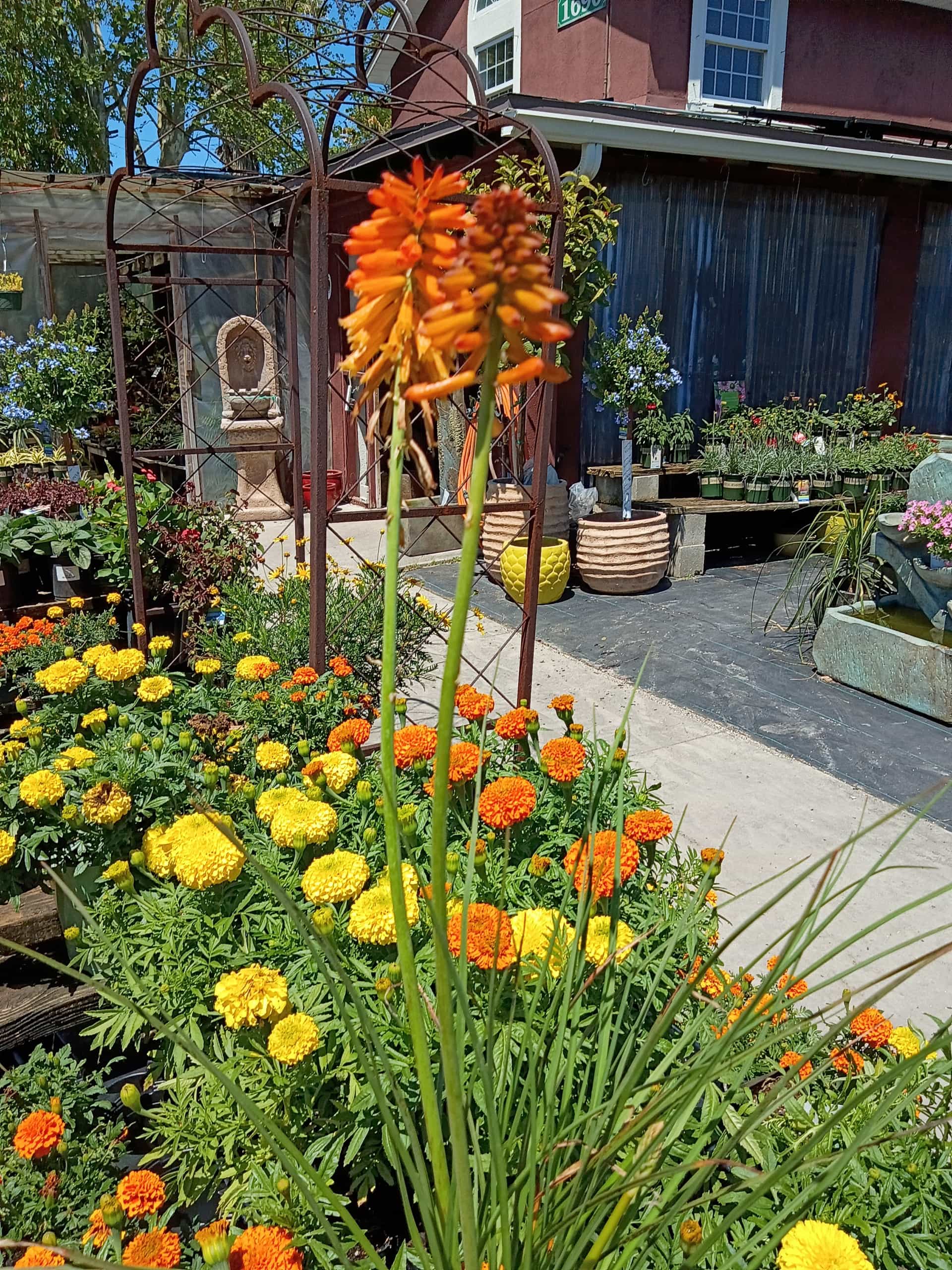 Red Hot Poker (Kniphofia uvaria), Perennial