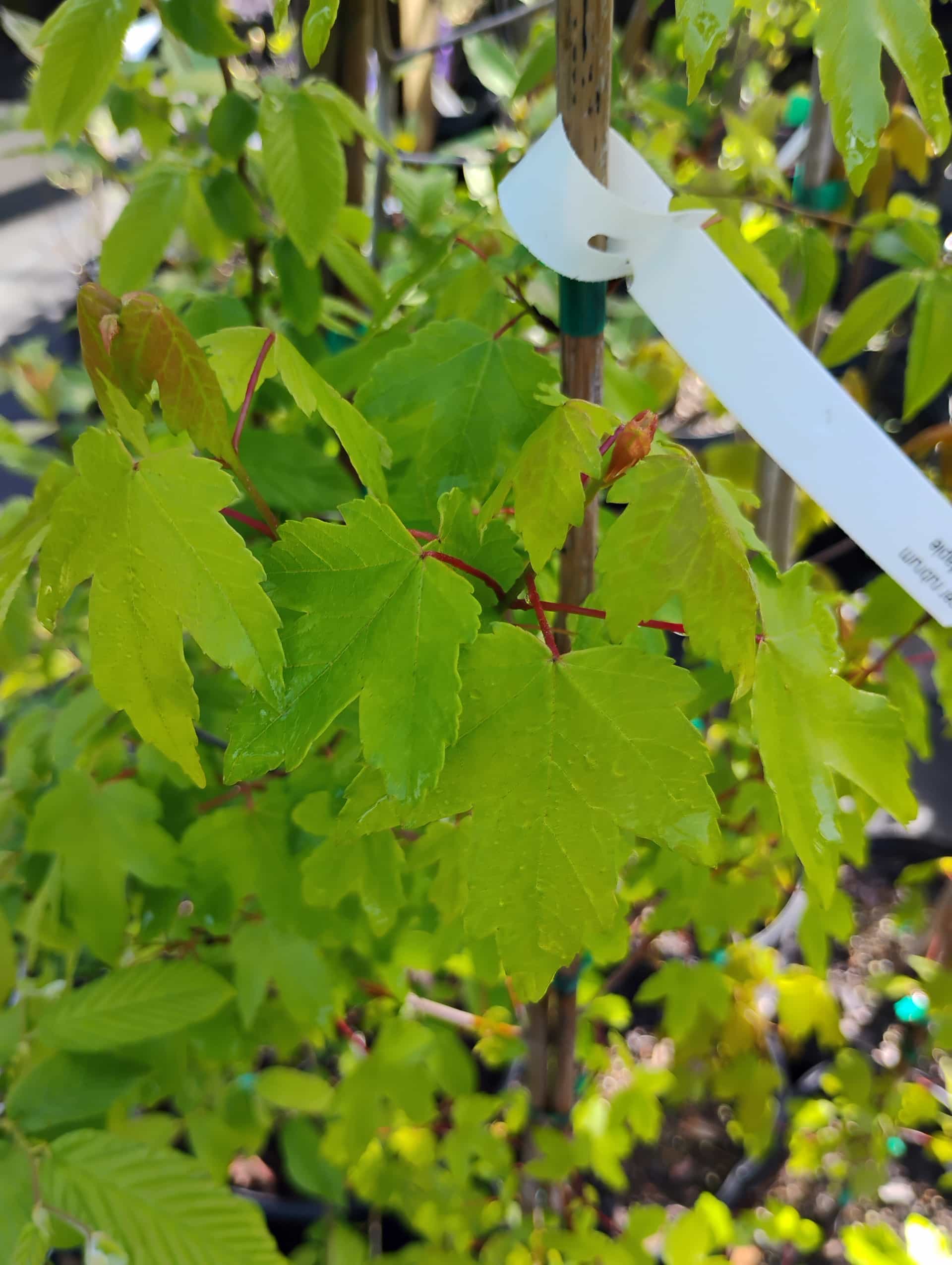Red Maple (Acer rubrum), Tree
