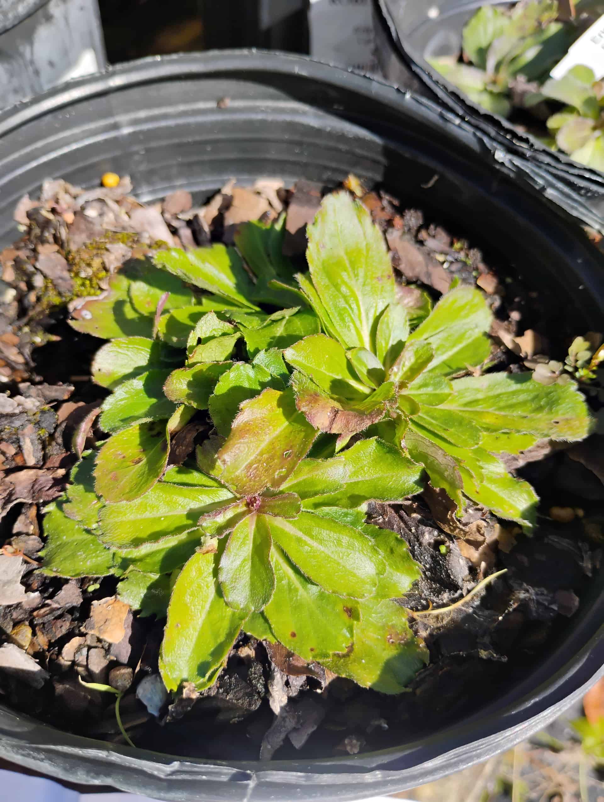 Robin's Plantain